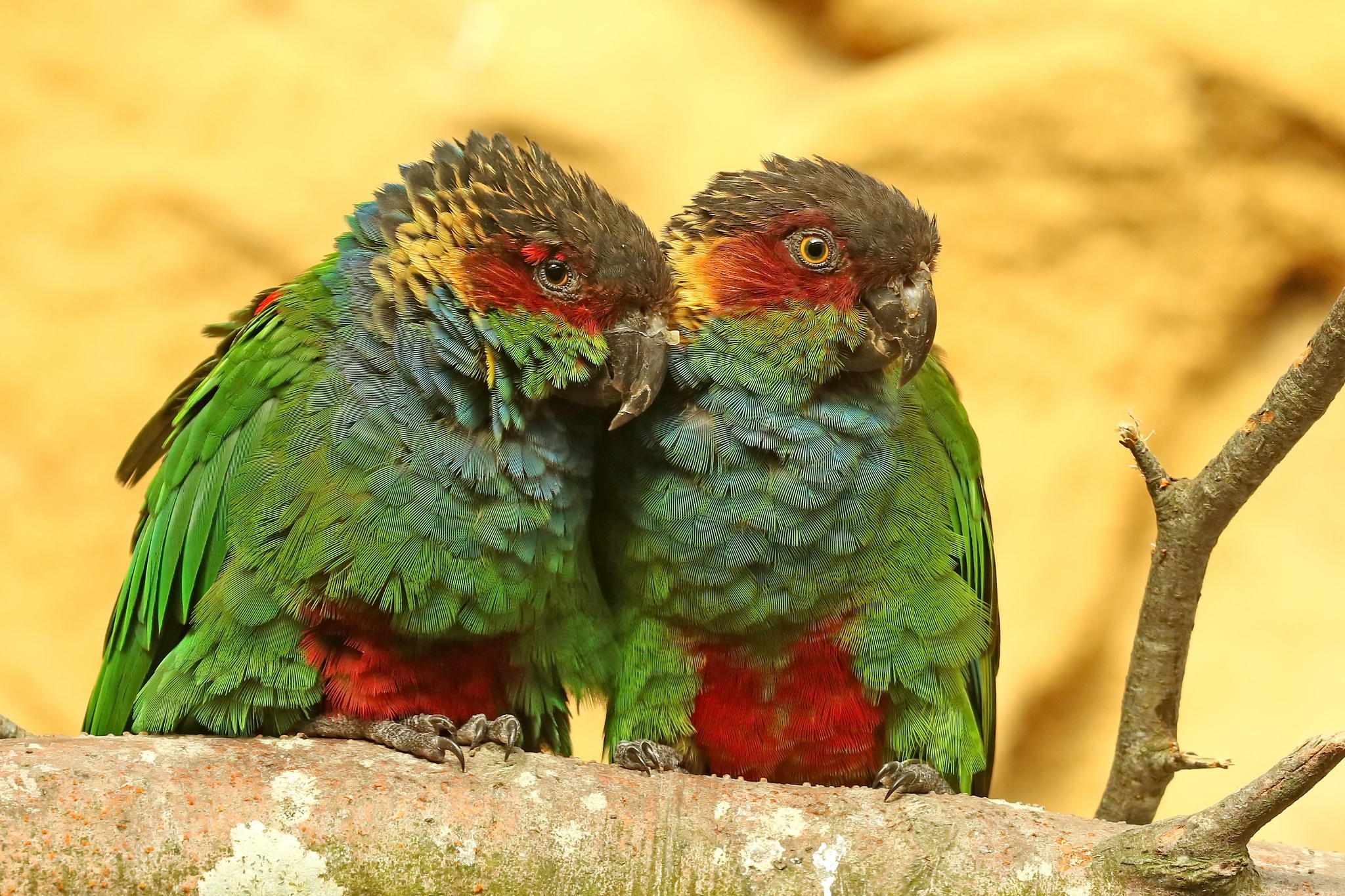 Bird Ochre Marked Parakeet Parrot Wildlife 2048x1365