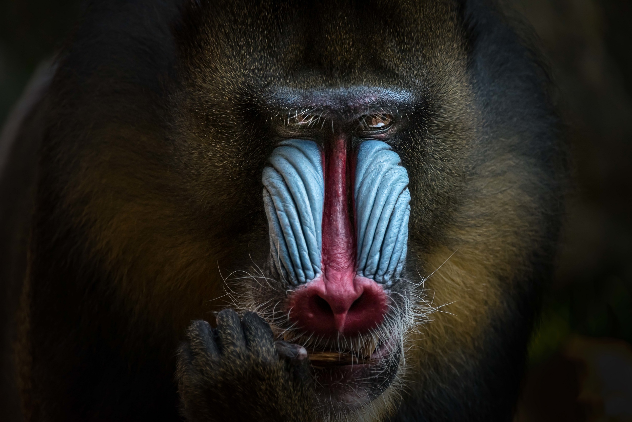 Mandrill Monkey Muzzle Primate Wildlife 2560x1709