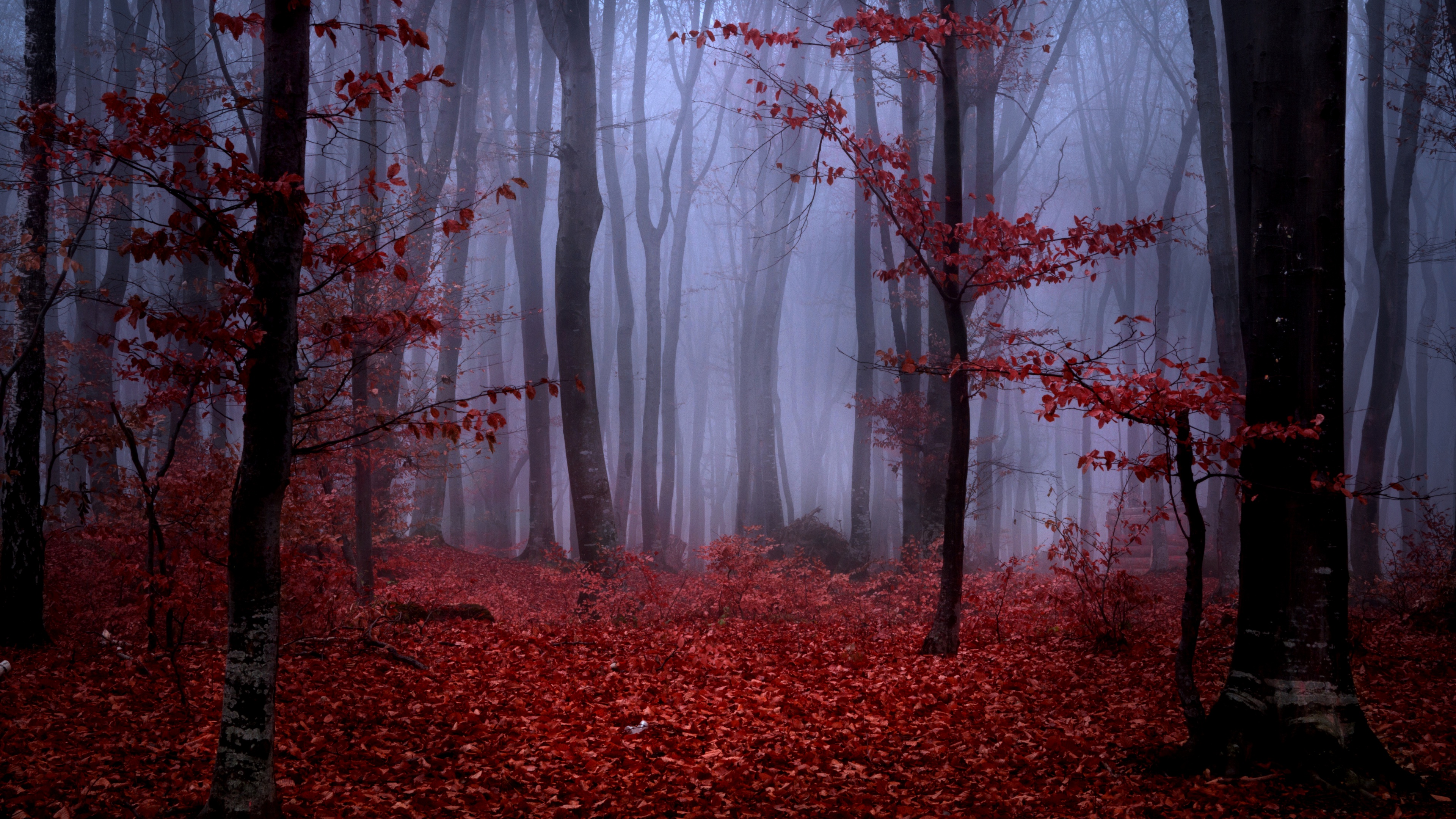 Forest Trees Mist Nature Landscape Low Light Red Leaves 3840x2160