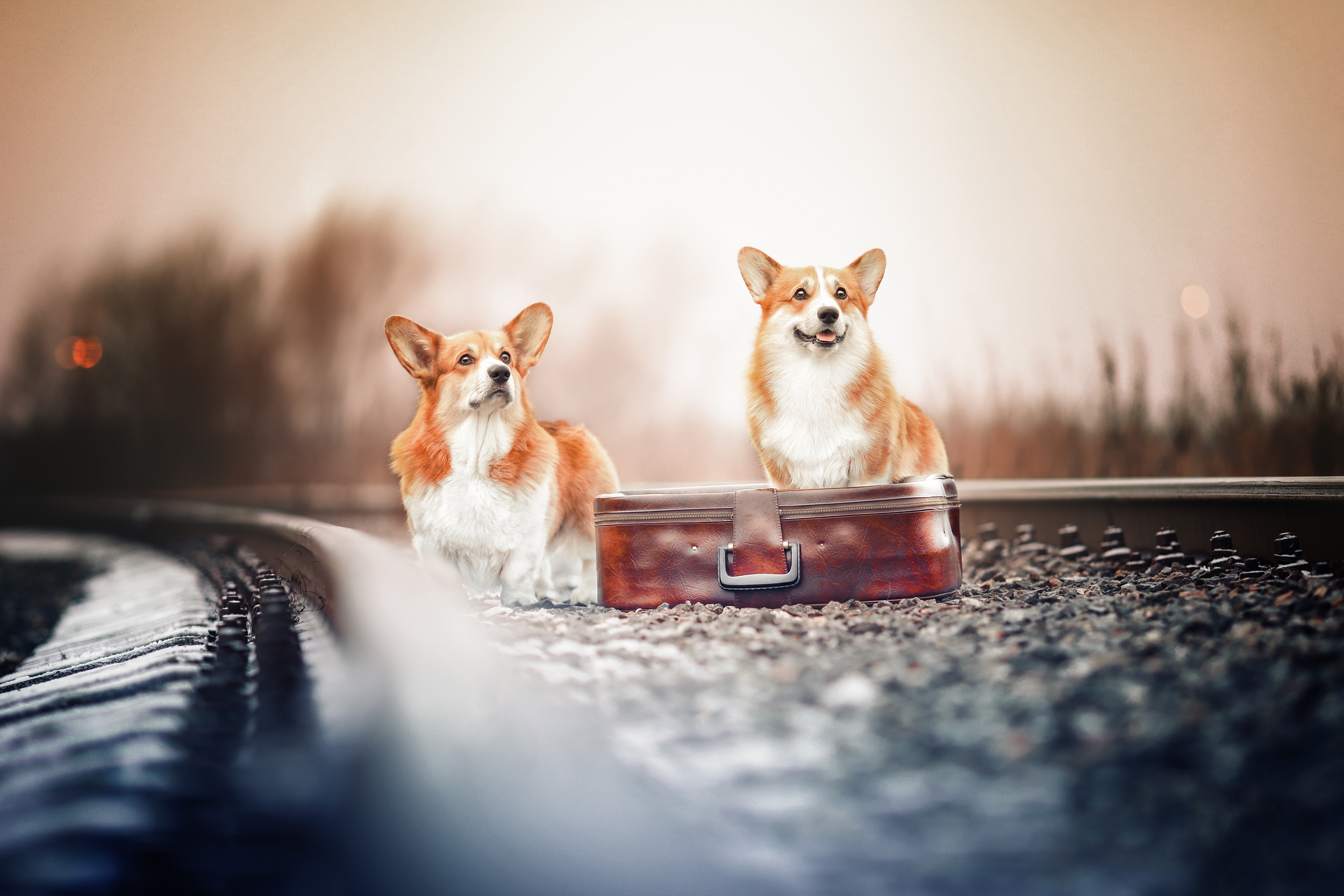 Corgi Dog Pet Suitcase 2500x1667
