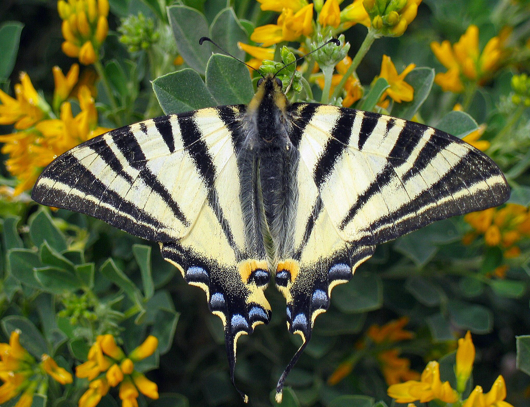 Animal Butterfly Scarce Swallowtail Swallowtail Butterfly 2034x1564