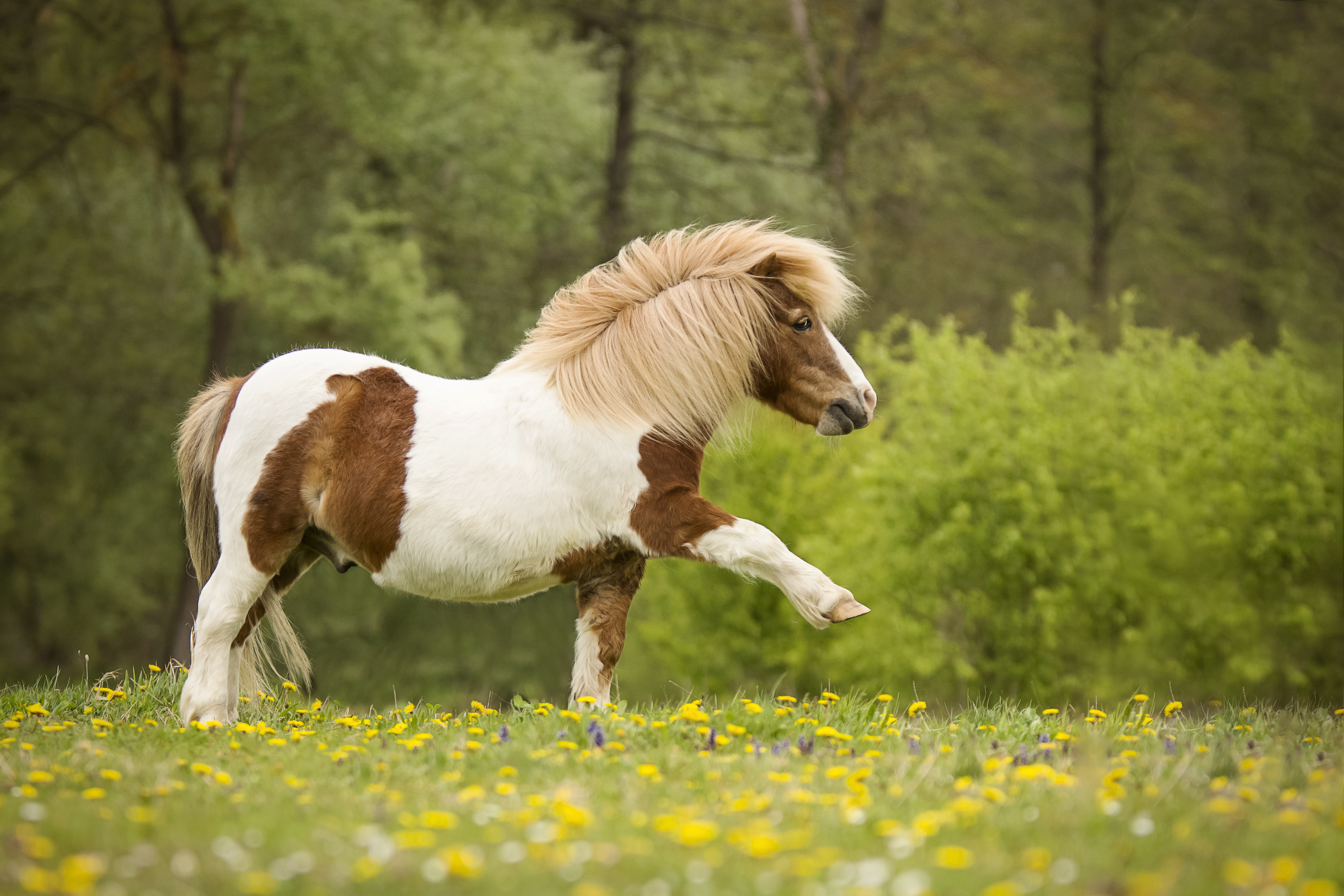 Horse Pony 6000x4000