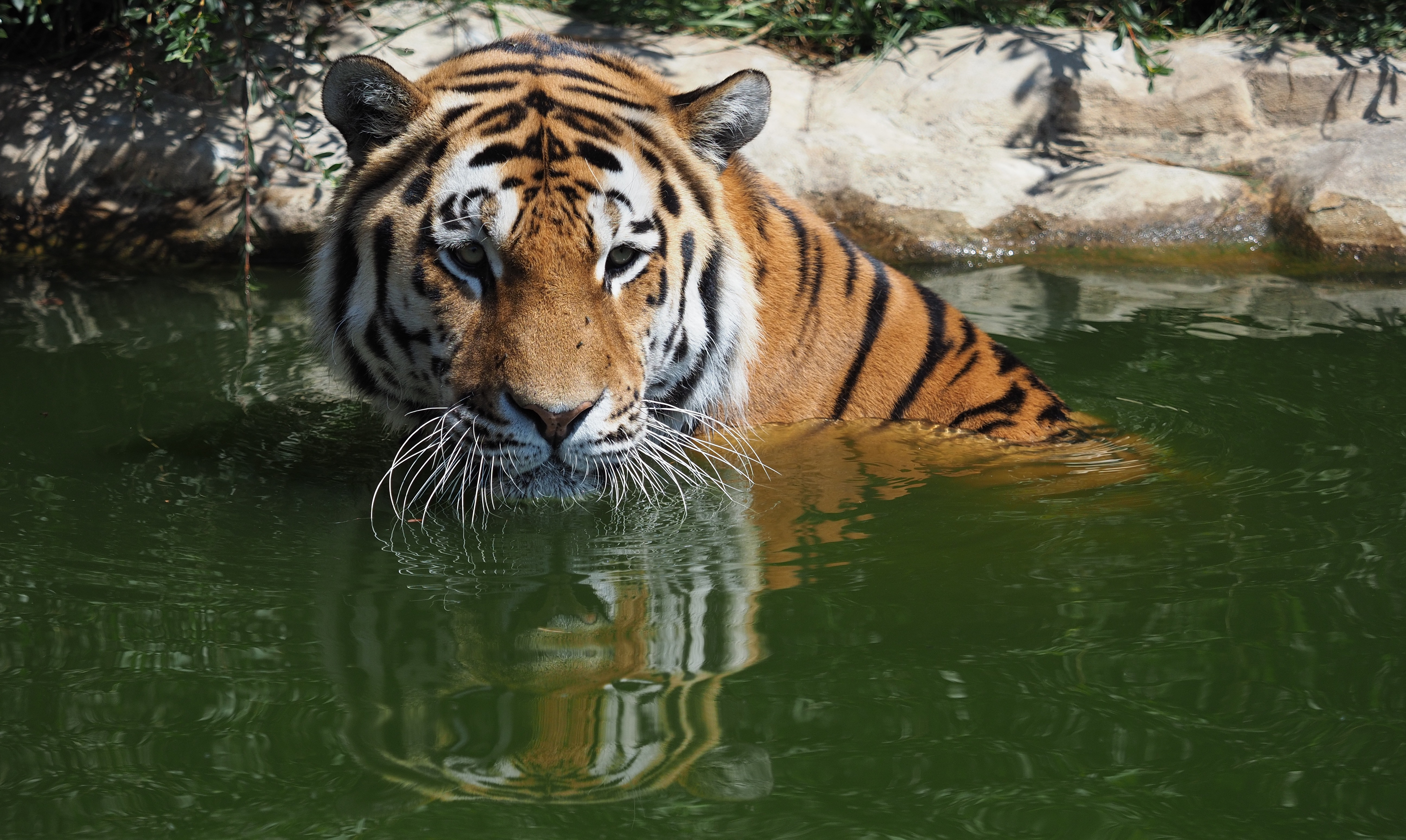 Big Cat Tiger Zoo Predator Animal 5184x3096