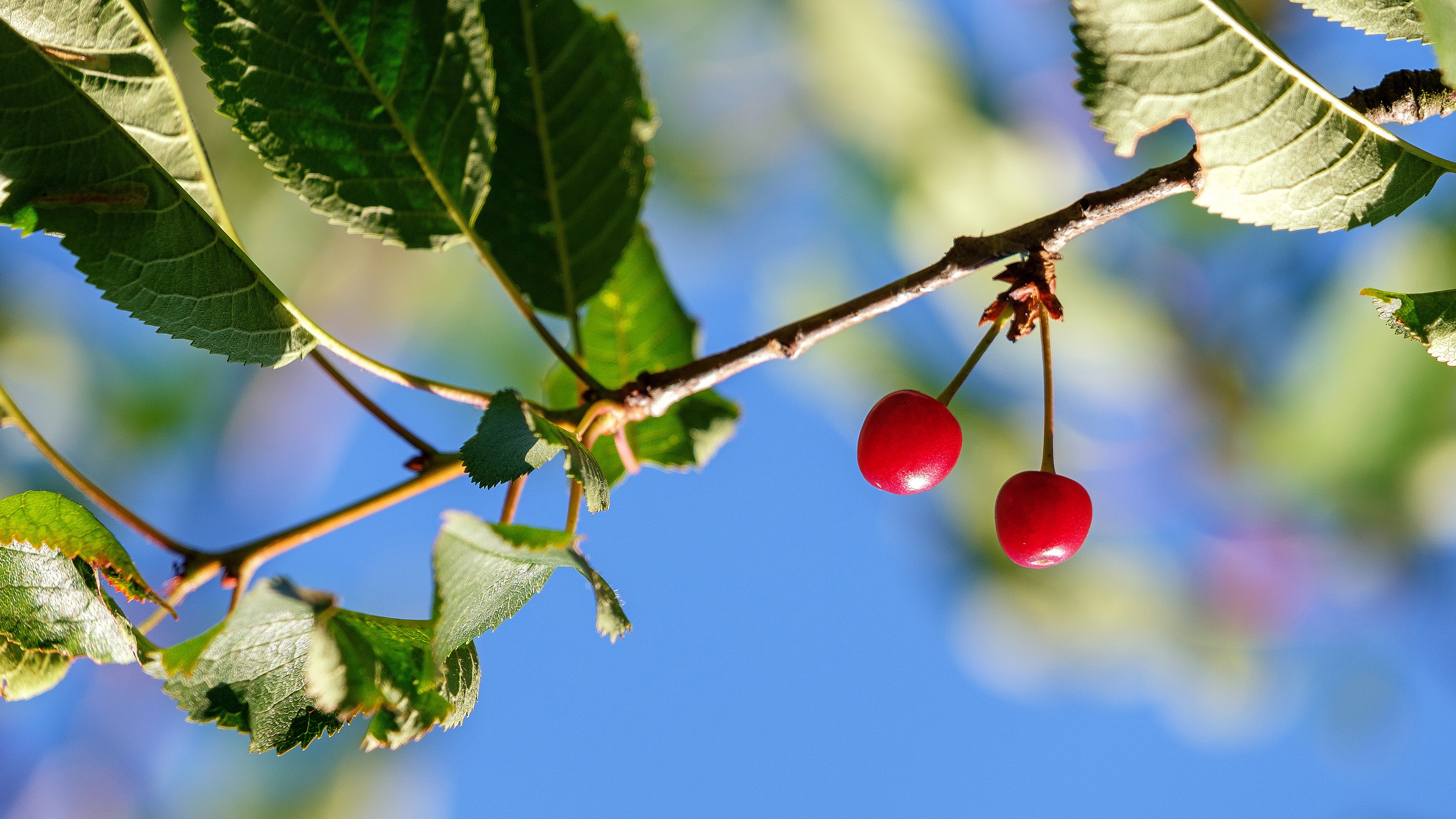 Branch Cherry 3840x2160