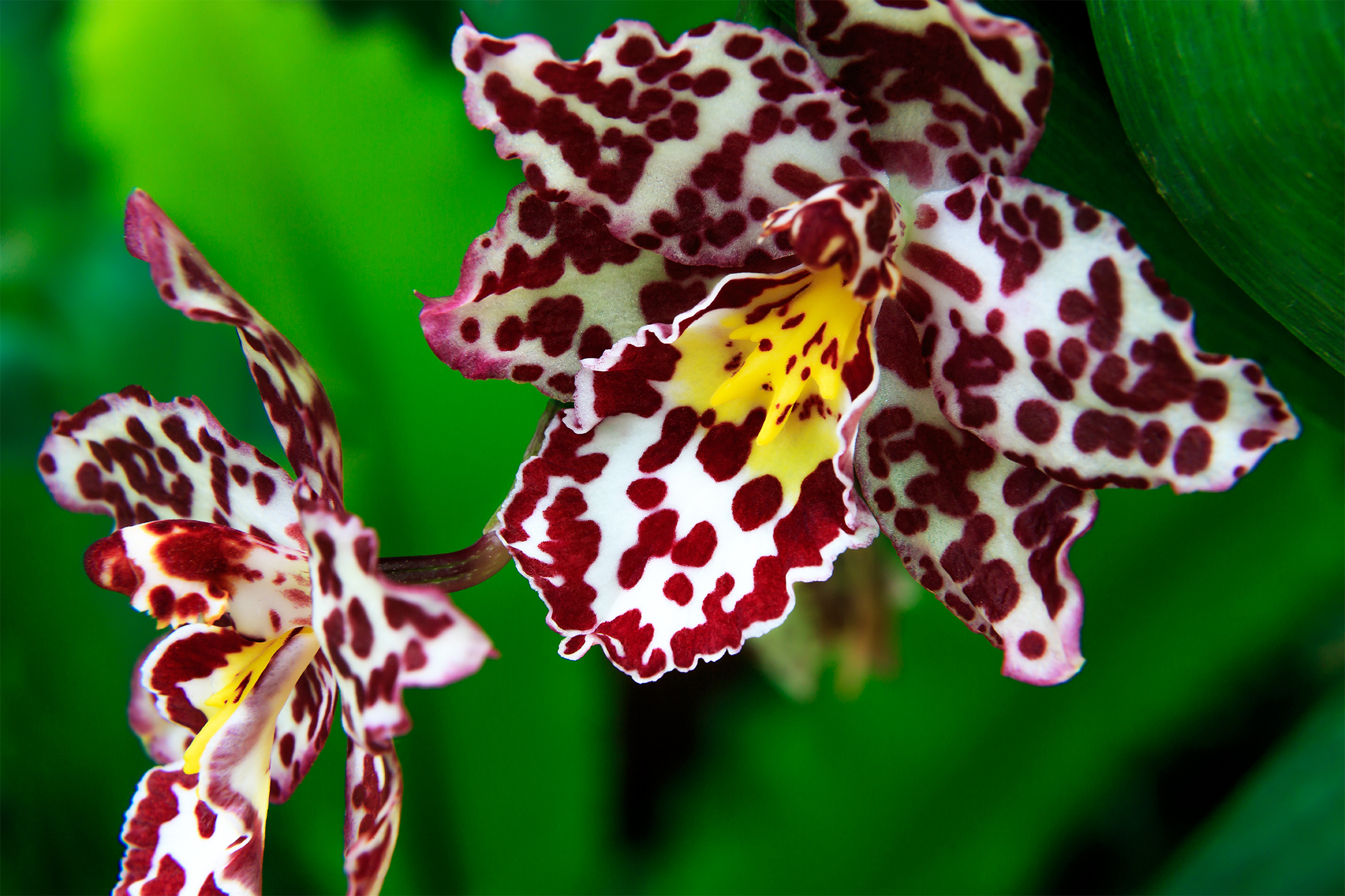 Flower Macro Orchid 2160x1440