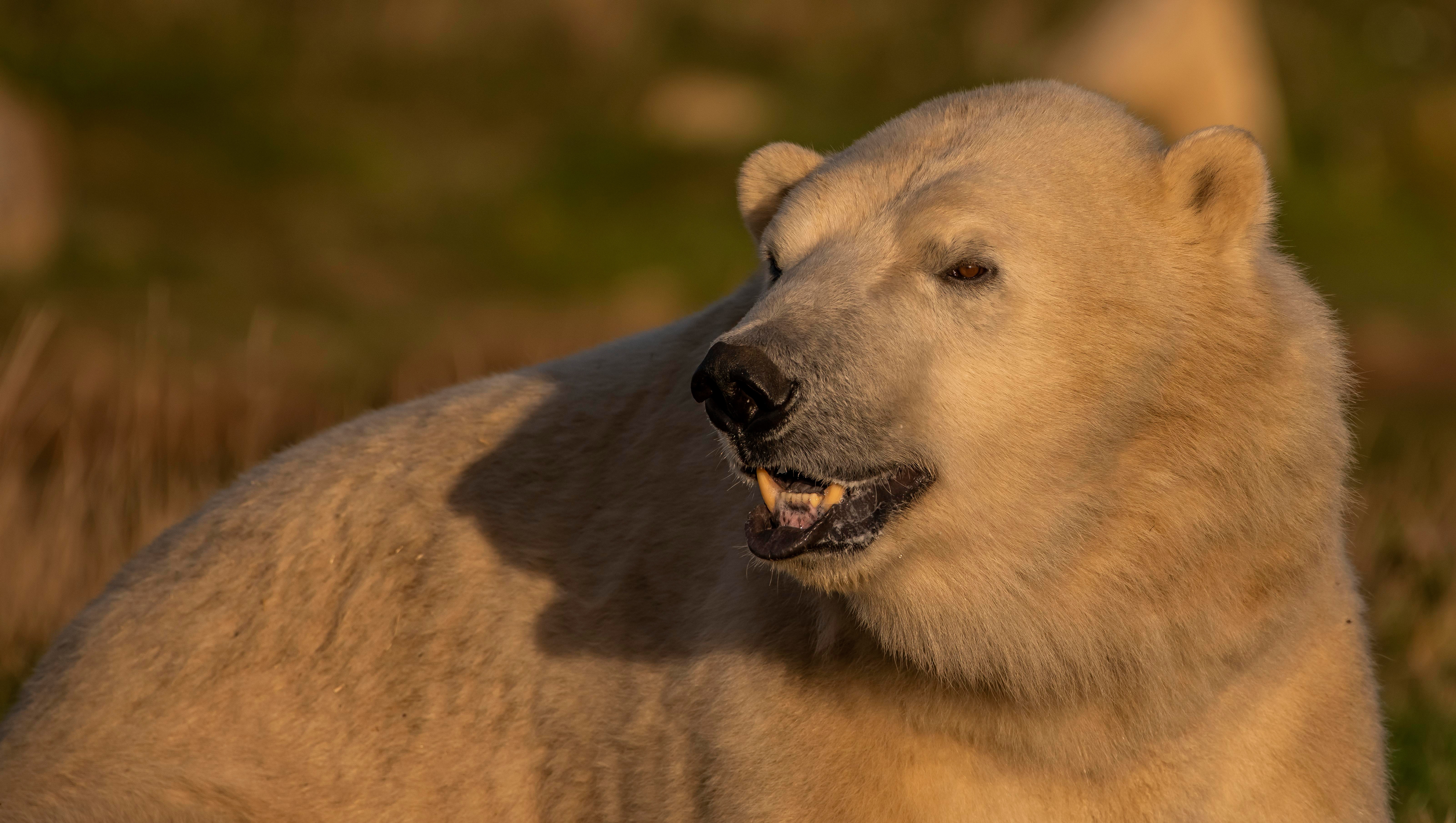 Polar Bear Wildlife Predator Animal 6404x3619