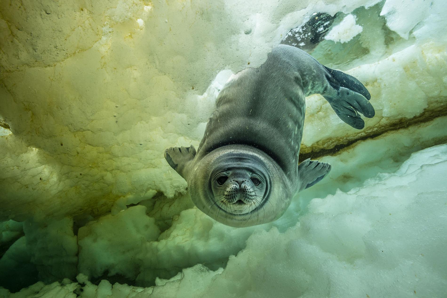 Animal Frozen Ice Seal Water Wildlife 1900x1265