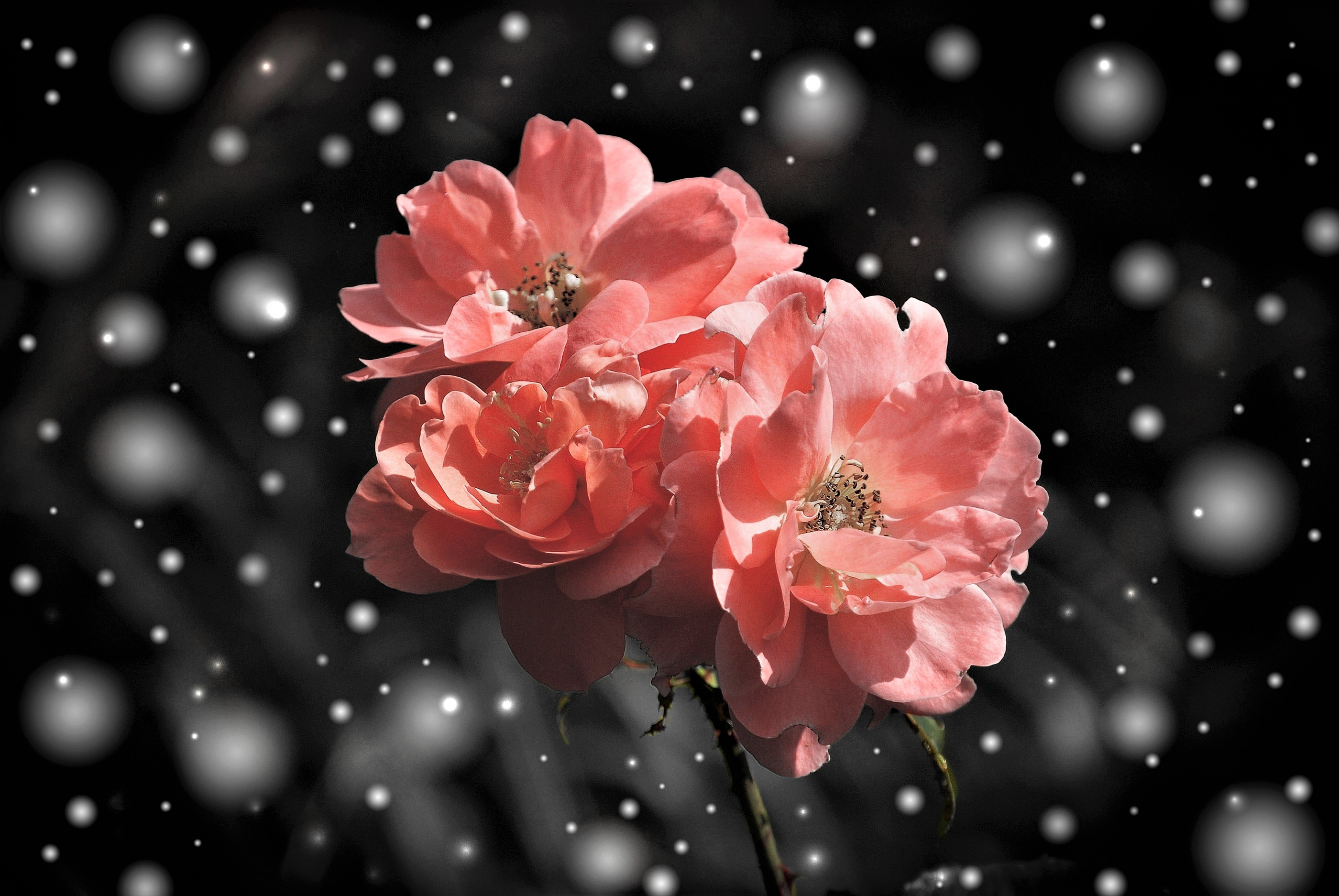 Earth Flower Pink Rose Rose Snow Snowfall Snowflake 2800x1874
