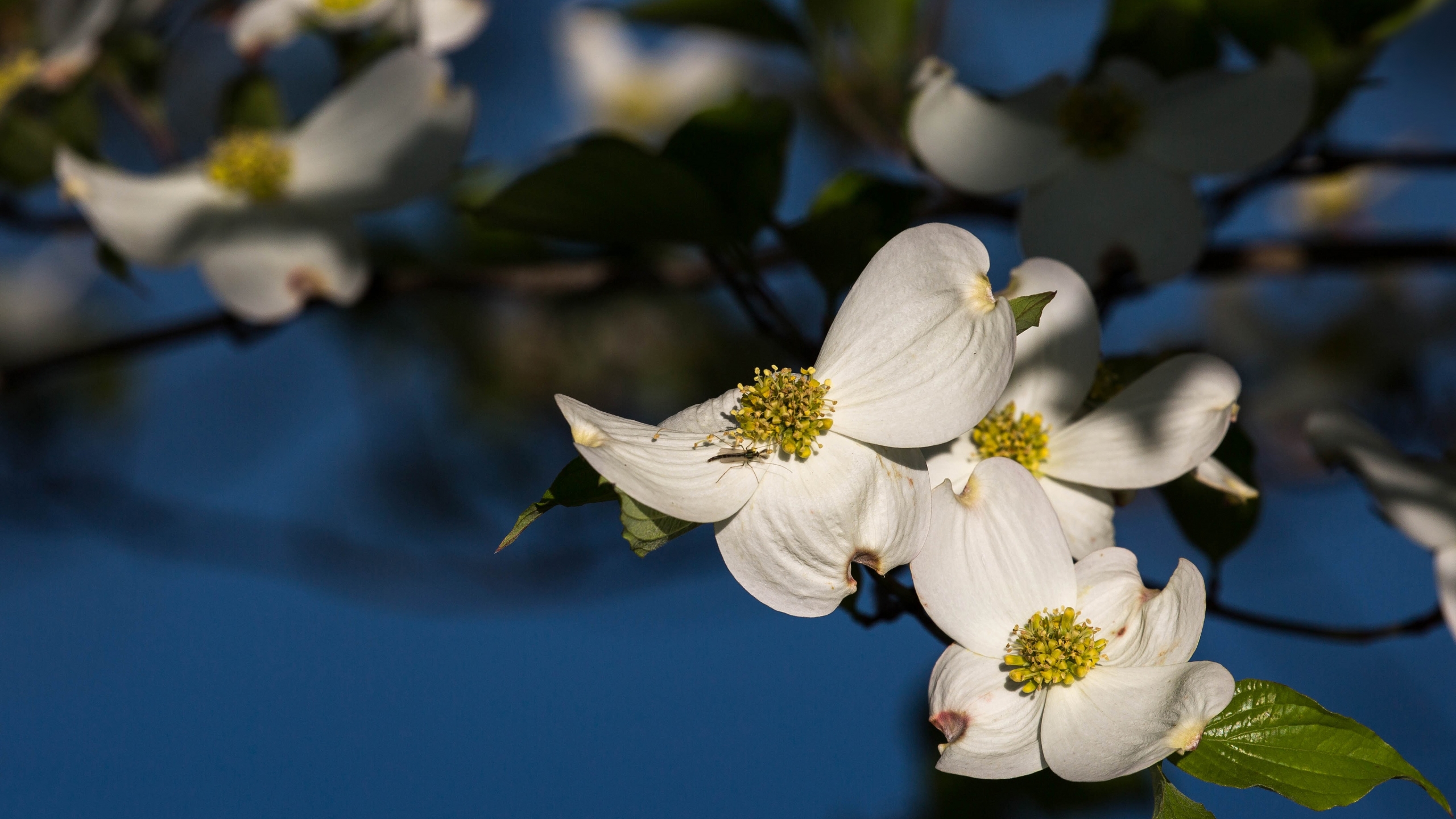 Branch Dogwood Flower Insect 2560x1440