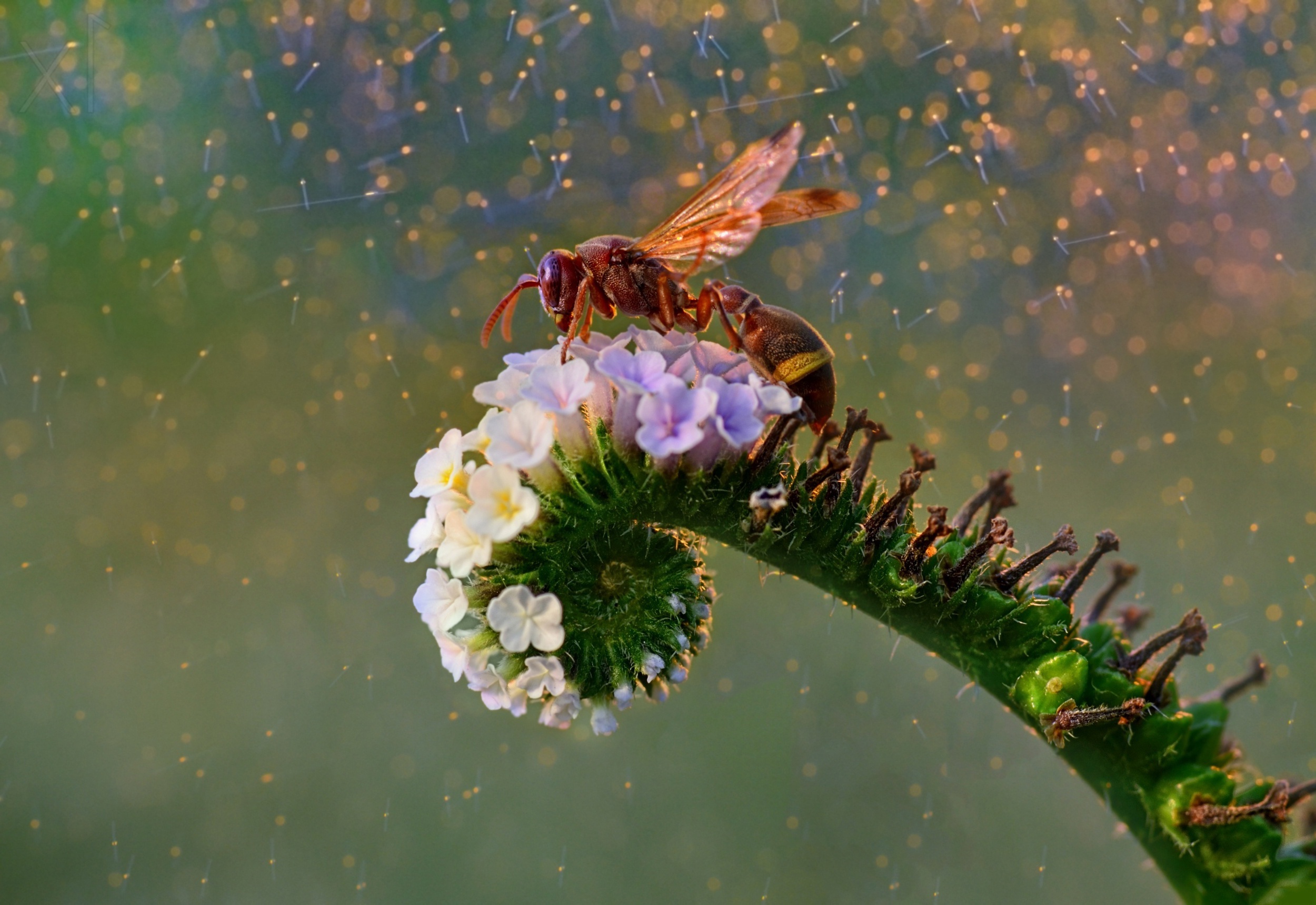 Colorful Wasps Insect Flowers Animals Plants Nature 2500x1719