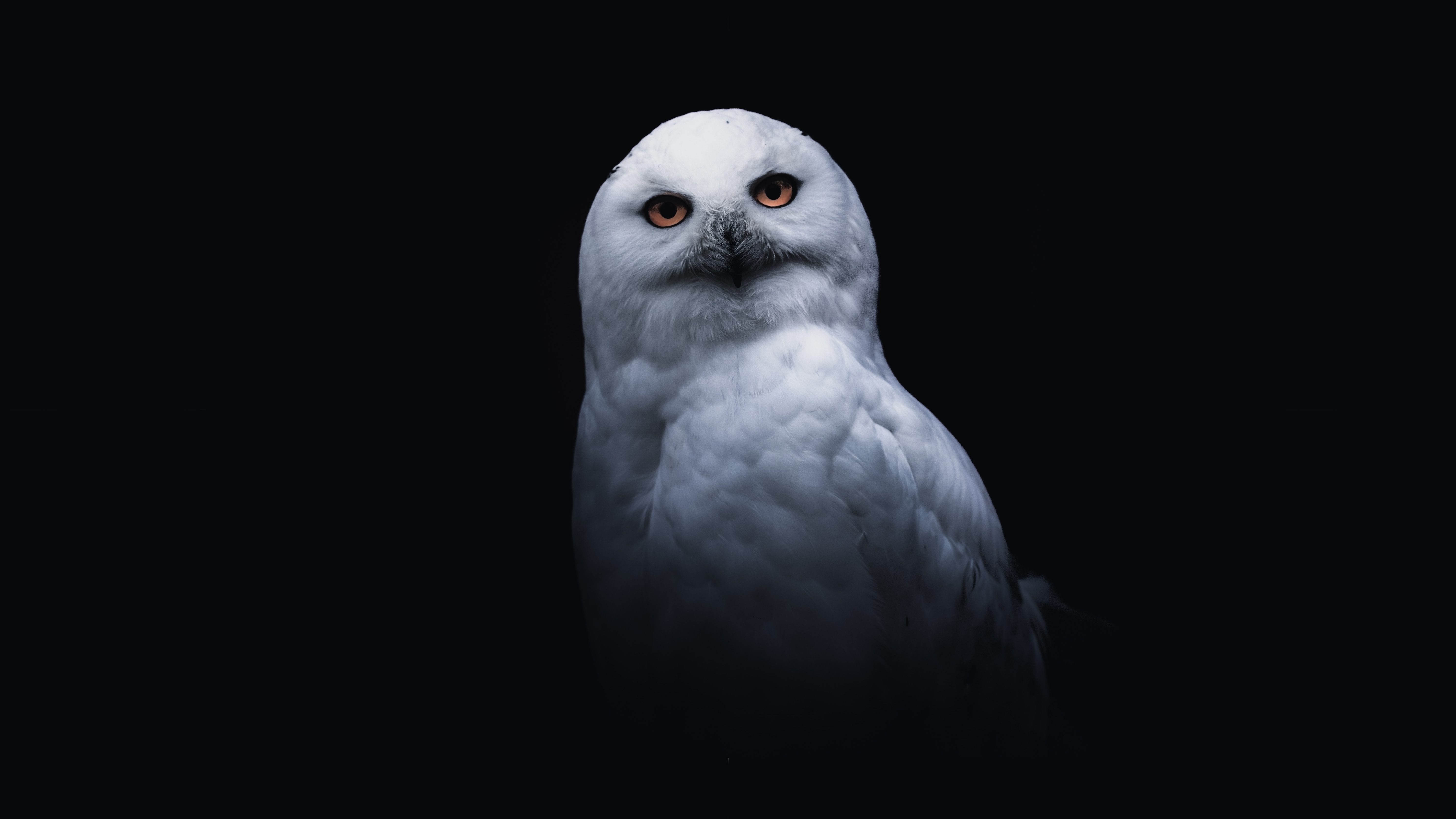 Bird Owl 5952x3348