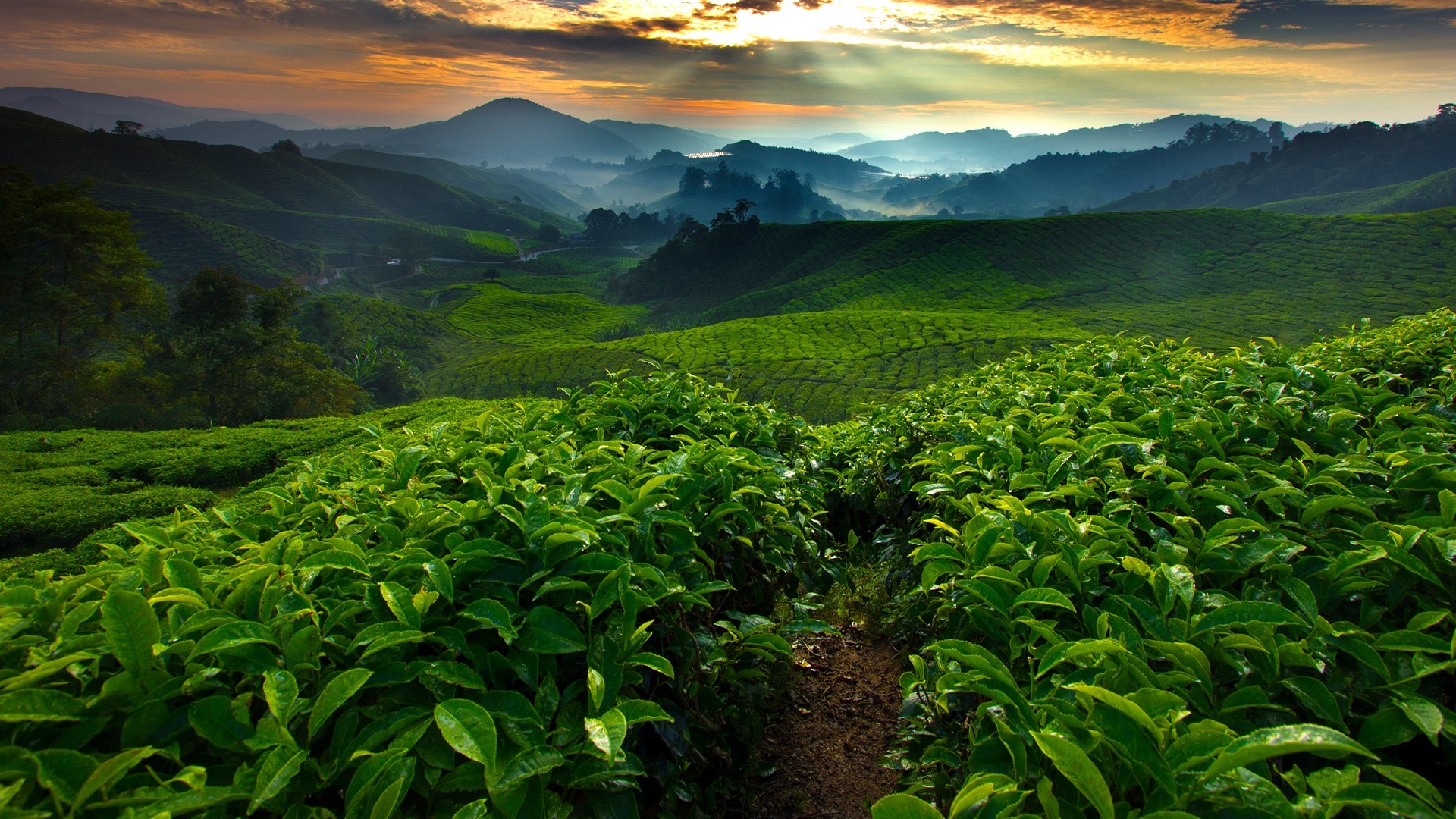 Tea Plant Nature Plants Agro Plants Outdoors Leaves Field 1920x1080