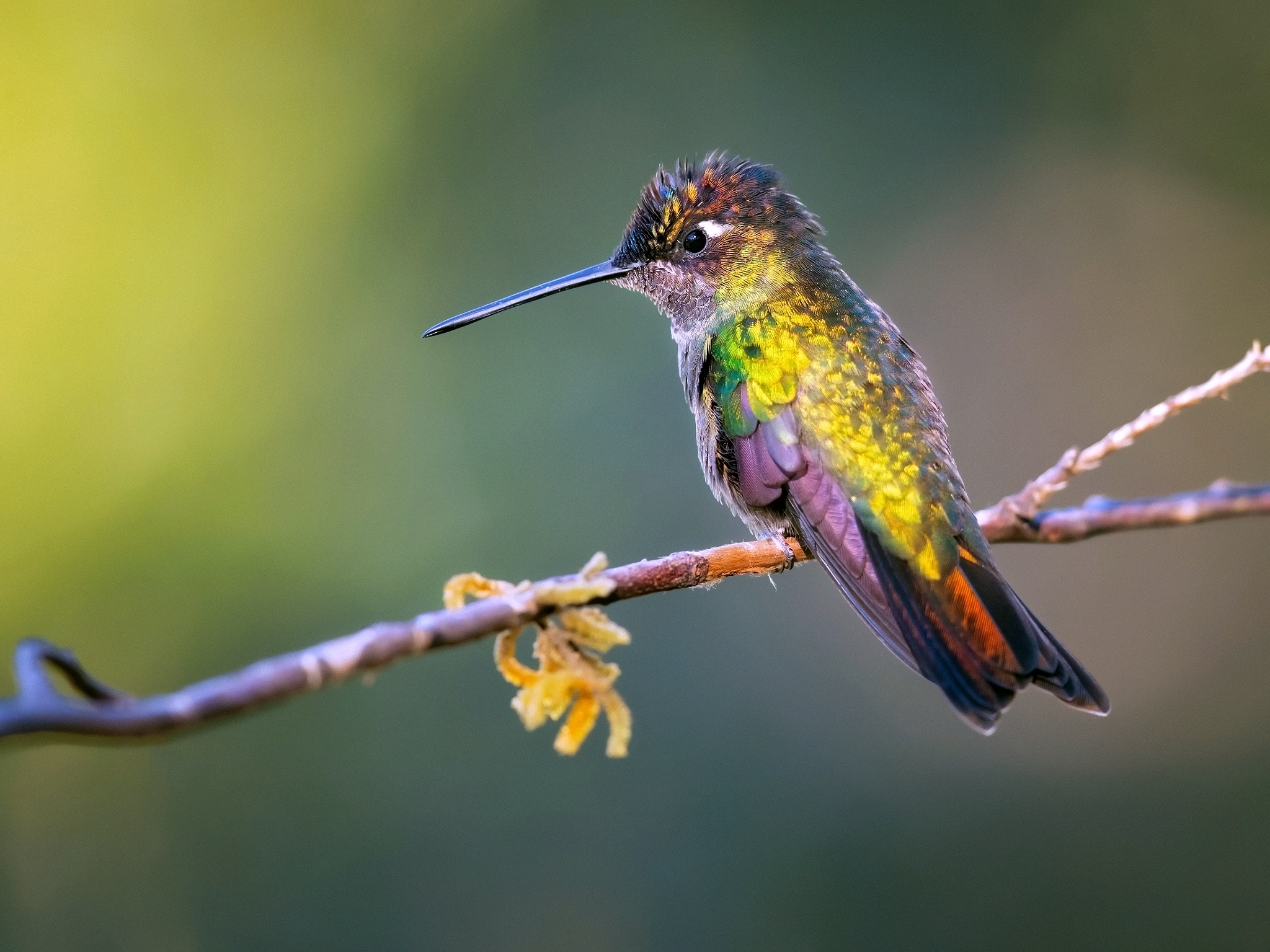 Bird Hummingbird Wildlife 2048x1536