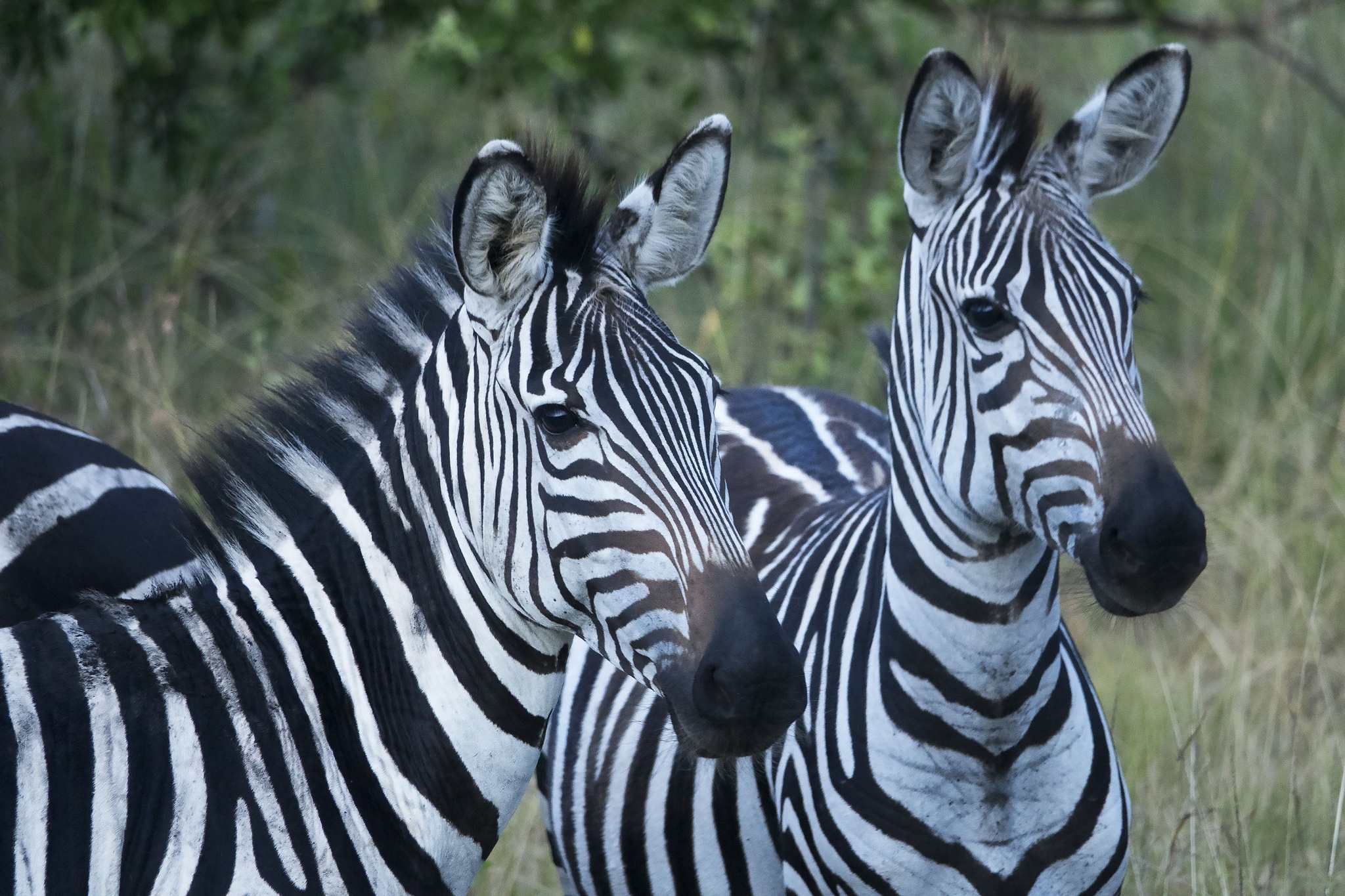 Wildlife Zebra 2048x1365