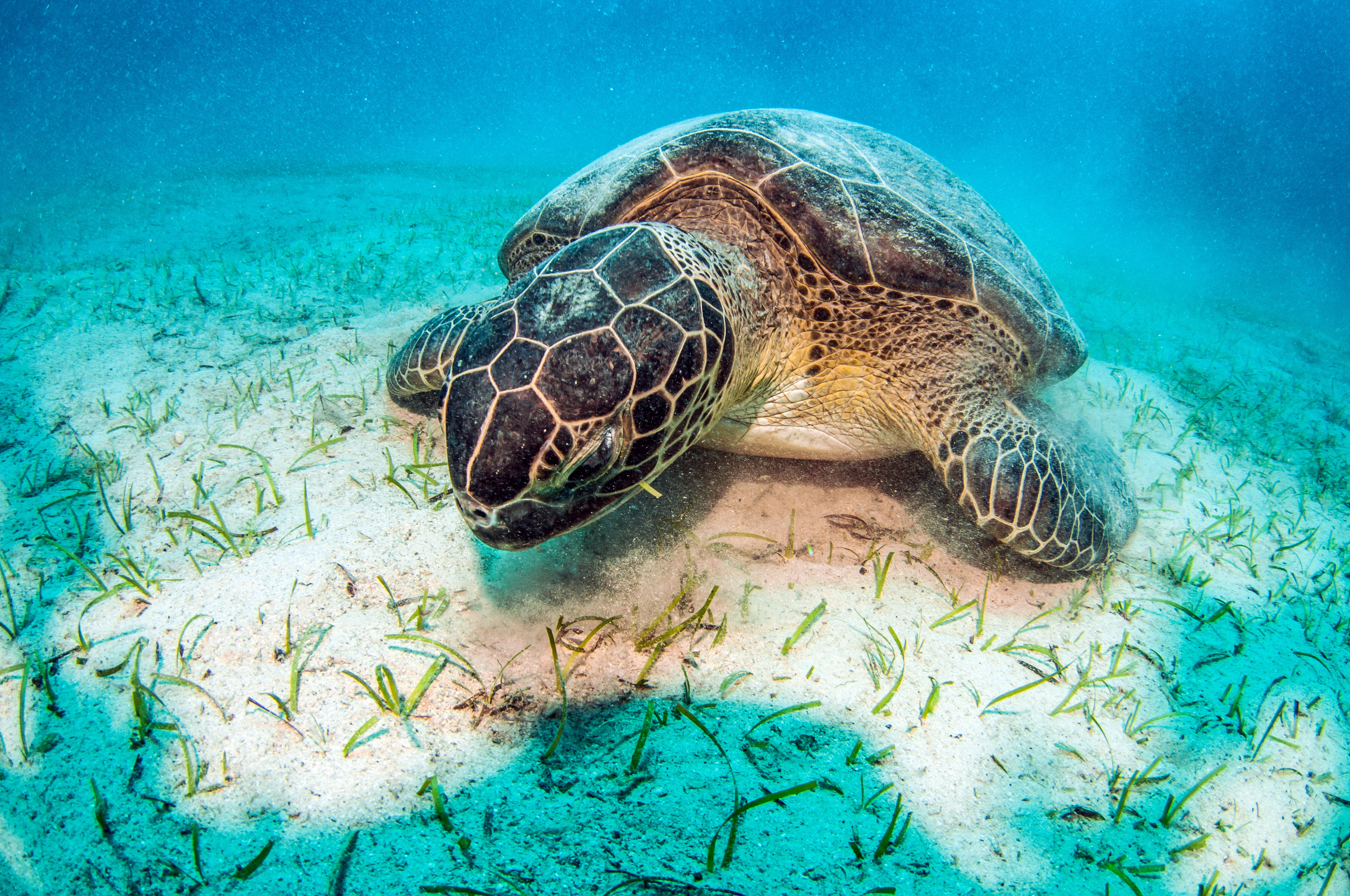 Sand Sea Life Turtle Underwater 4072x2704