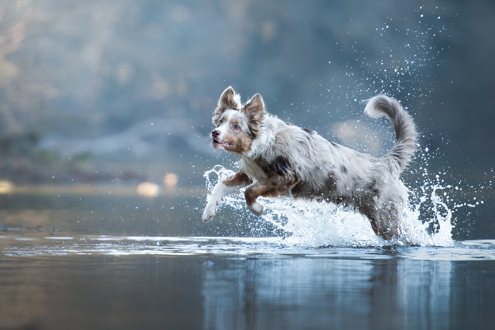 Australian Shepherd Dog Pet Splash Water 2048x1366
