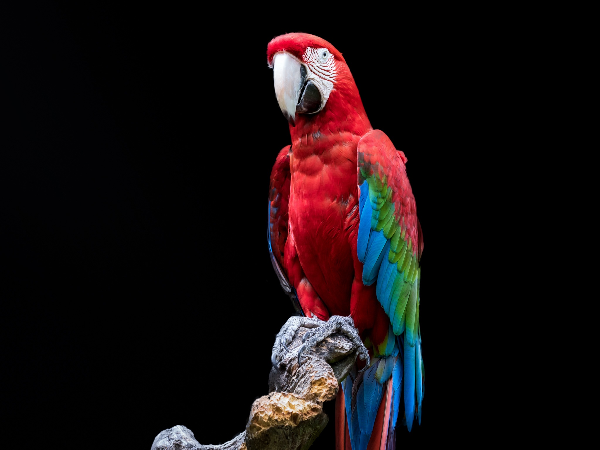 Bird Macaw Parrot Portrait Red And Green Macaw 2048x1536