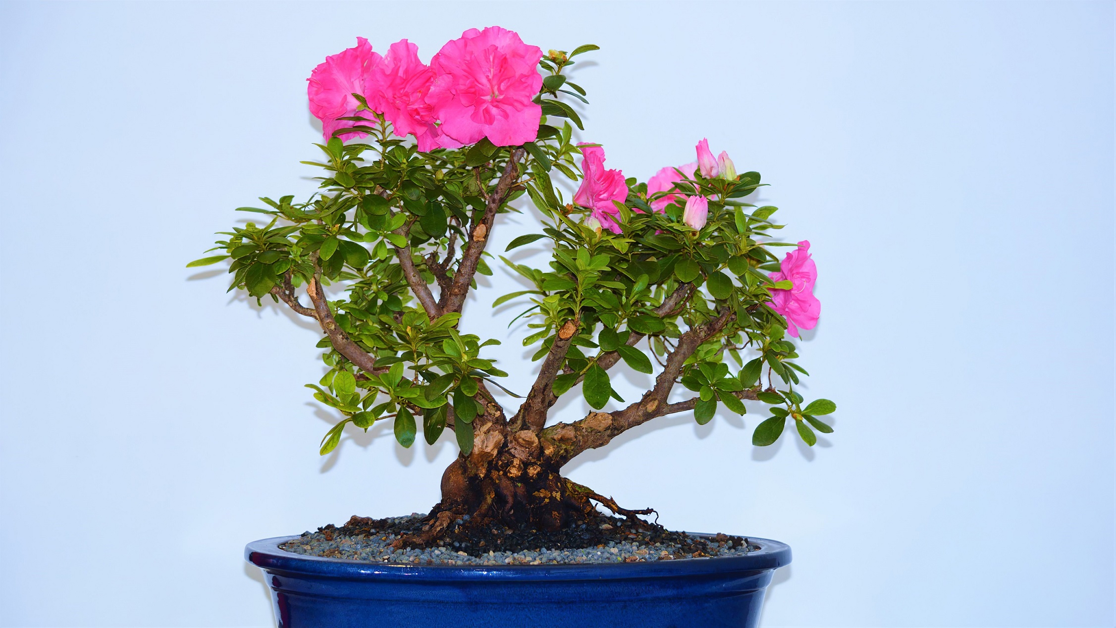 Bonsai Flower Pink Flower Pot Plant Tree 2253x1268