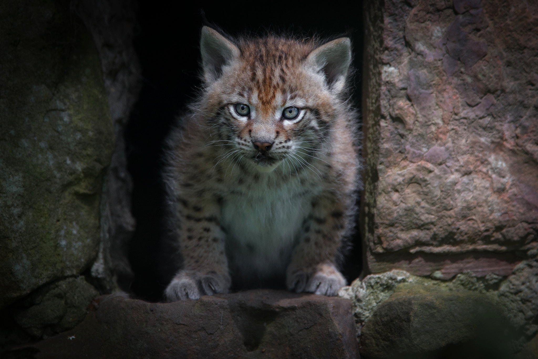 Baby Animal Big Cat Cub Lynx Wildlife 2048x1365