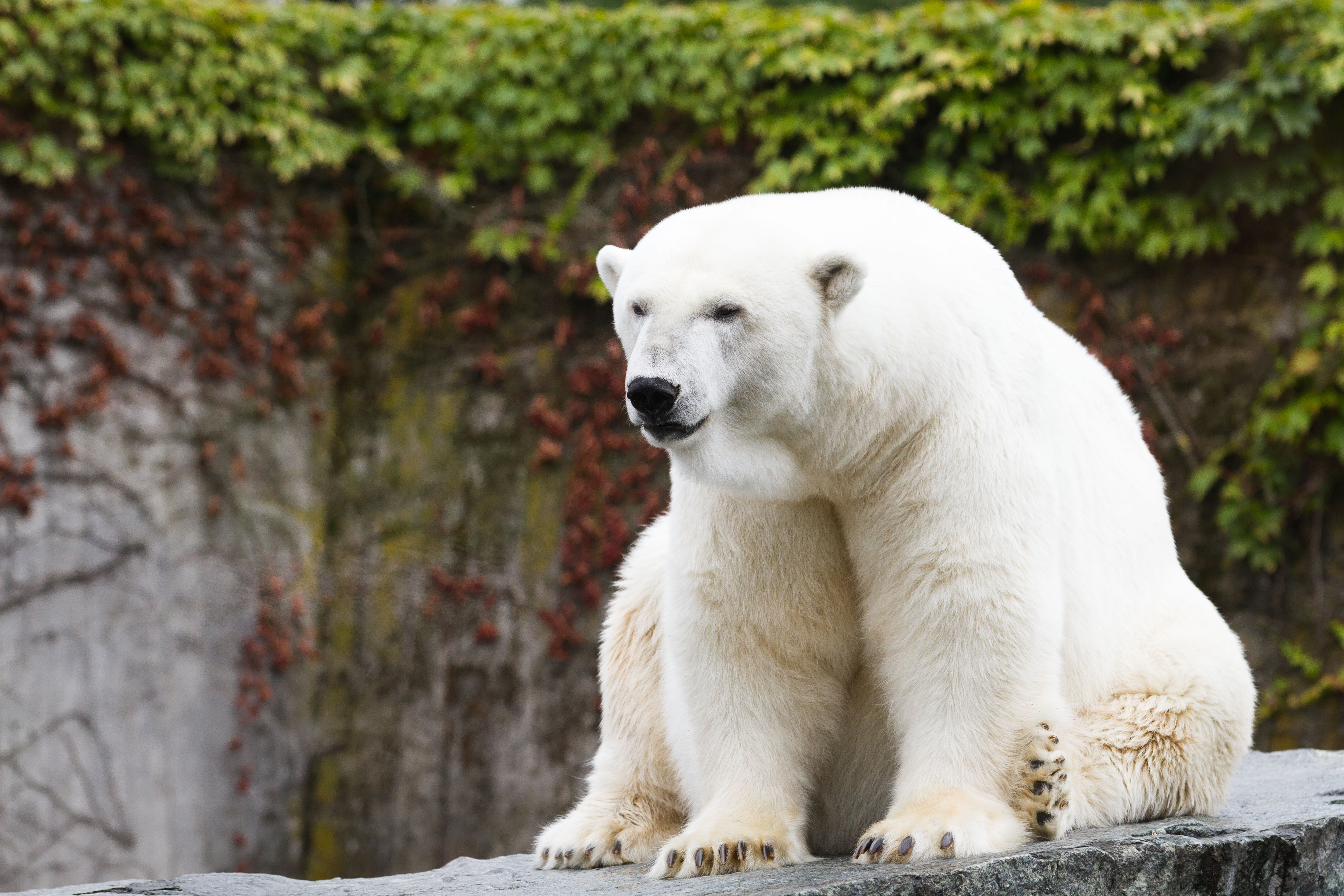 Bear Polar Bear Predator Animal 4723x3149