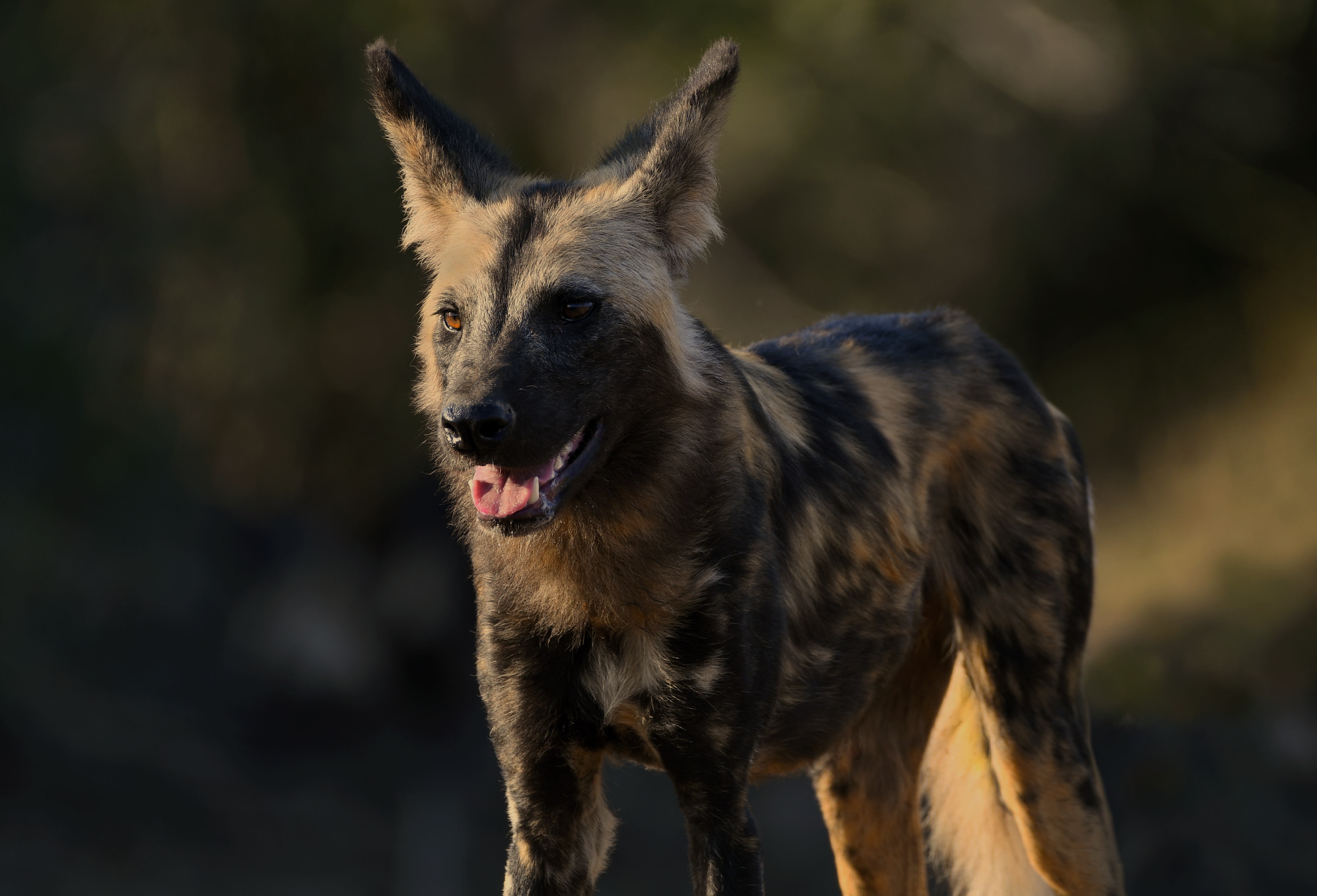 Africa Bokeh Canid Painted Wolf Wildlife Zambia Predator Animal 4608x3137