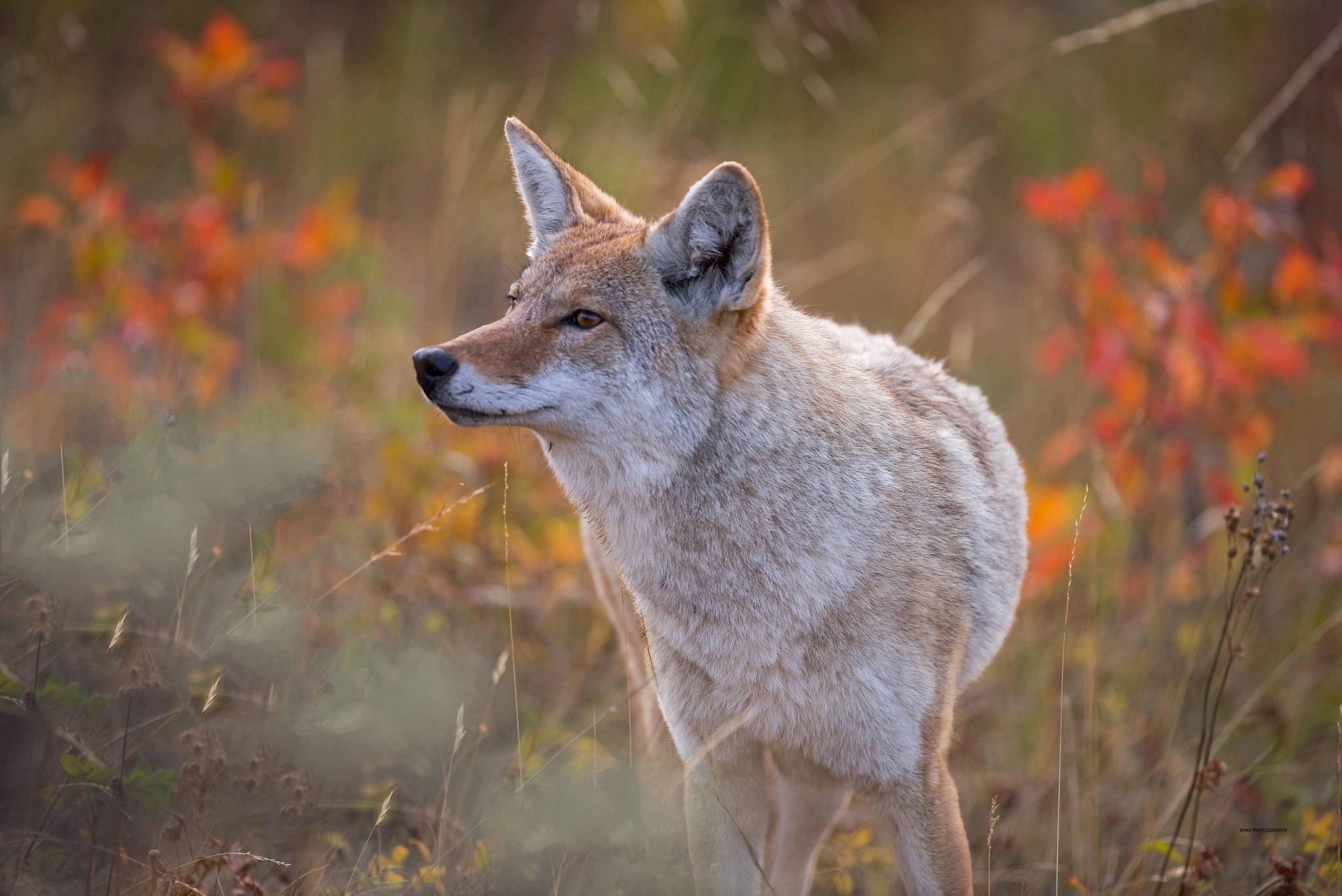 Coyote Wildlife 2048x1367