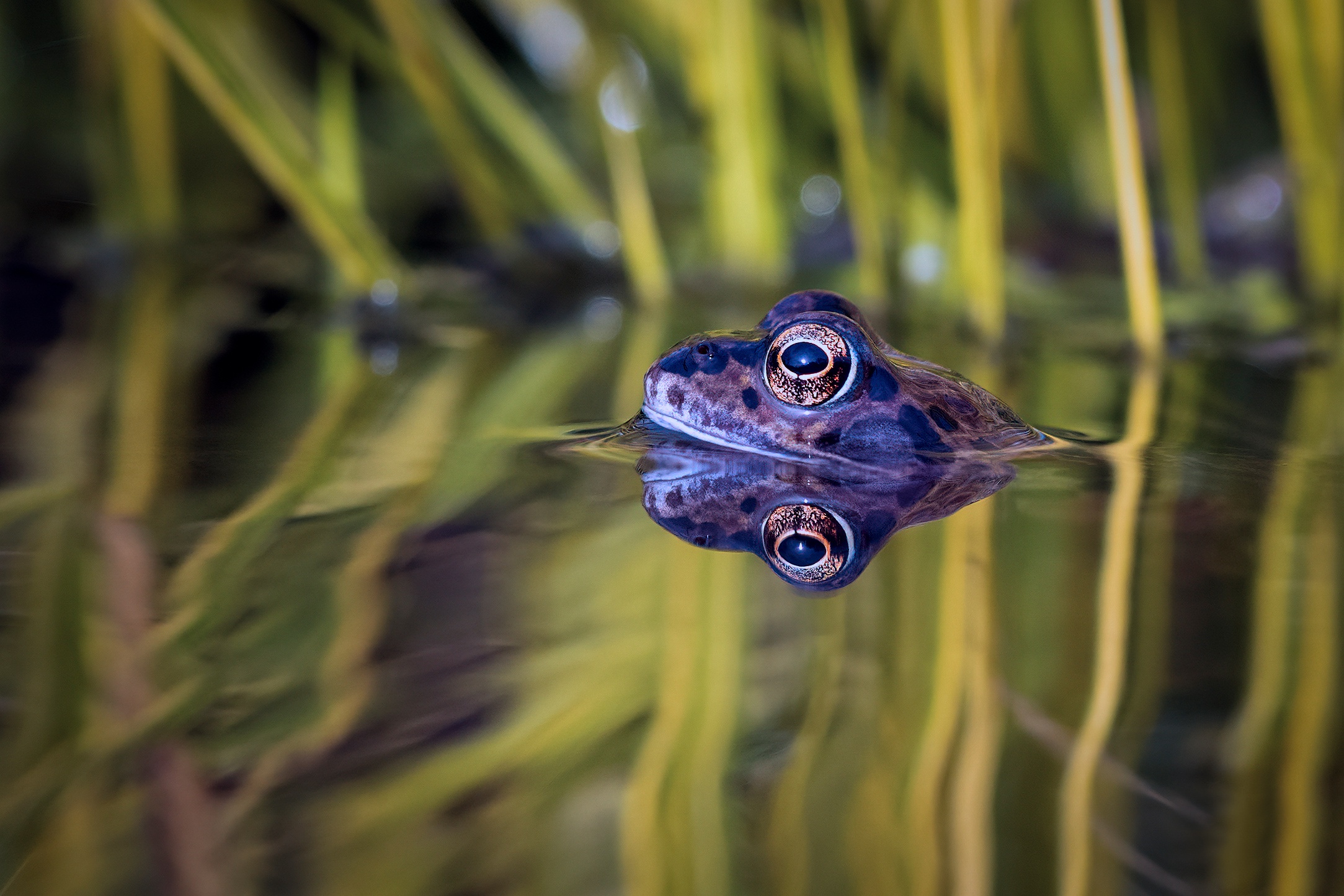 Amphibian Frog Reflection Water Wildlife 2167x1445