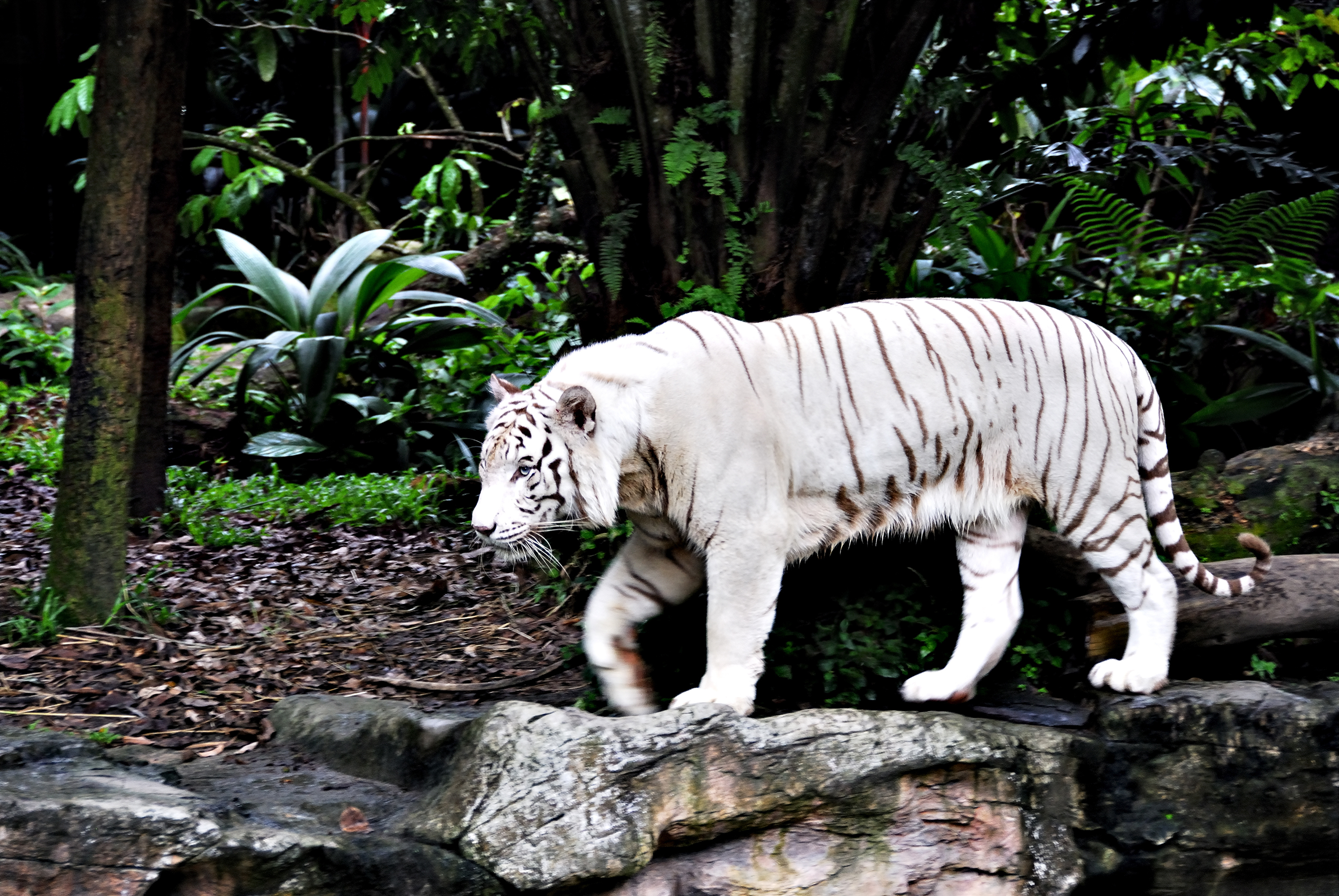 Big Cat White Tiger Wildlife Predator Animal 3000x2008