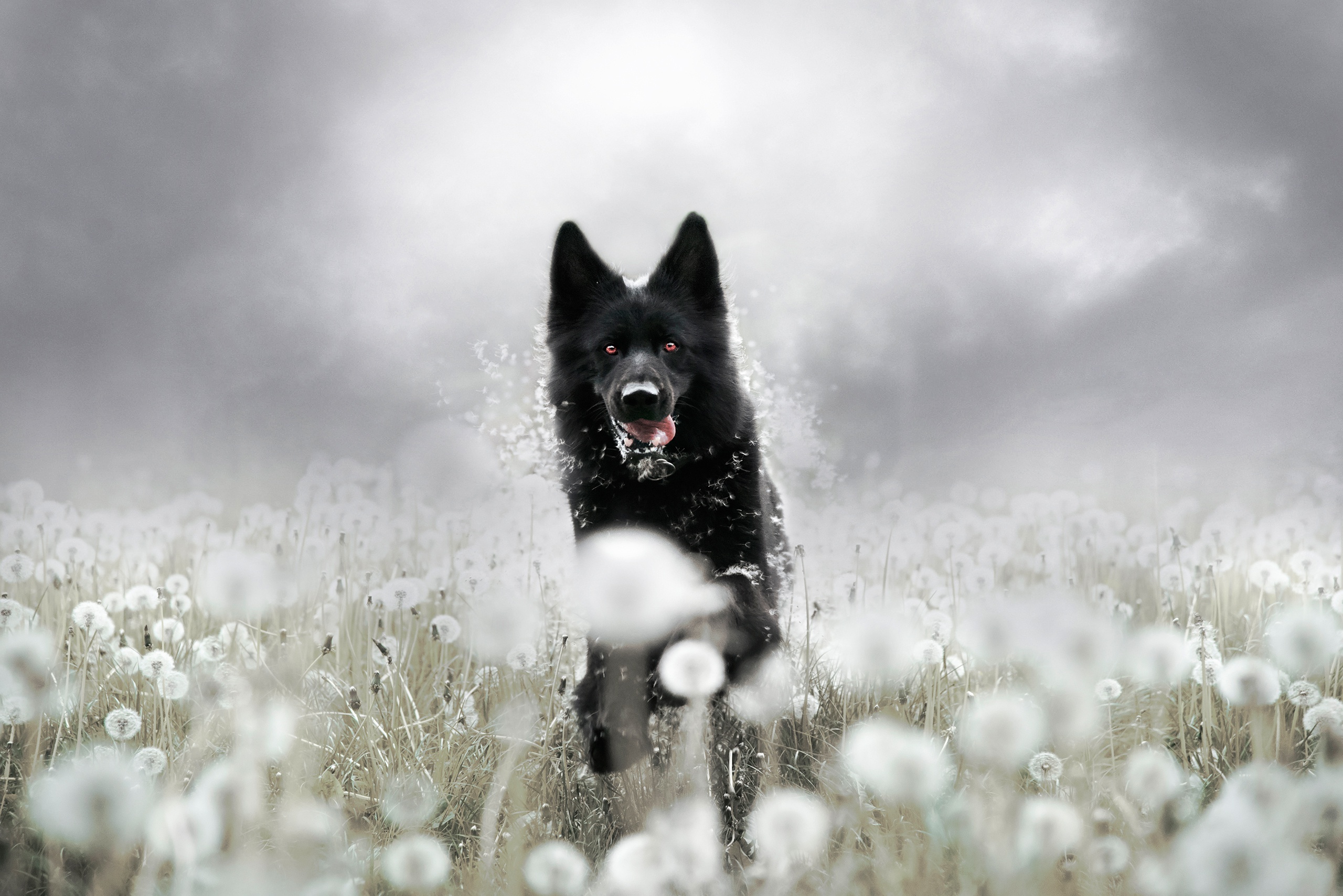 Dandelion Dog German Shepherd Pet 2560x1709
