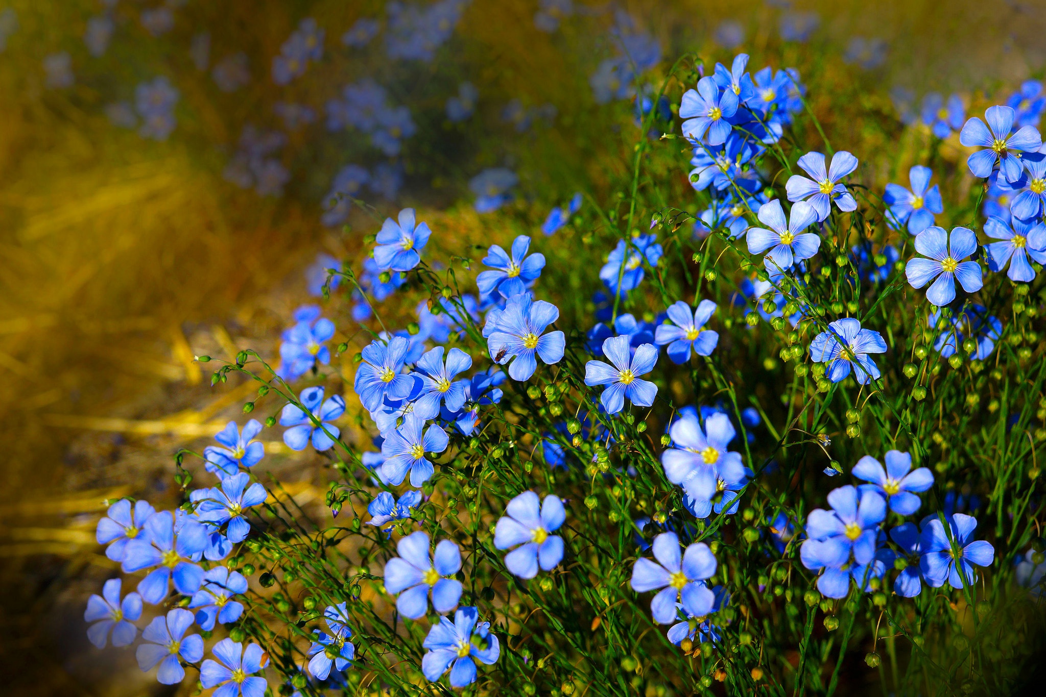 Blue Flower Flower Forget Me Not 2048x1366