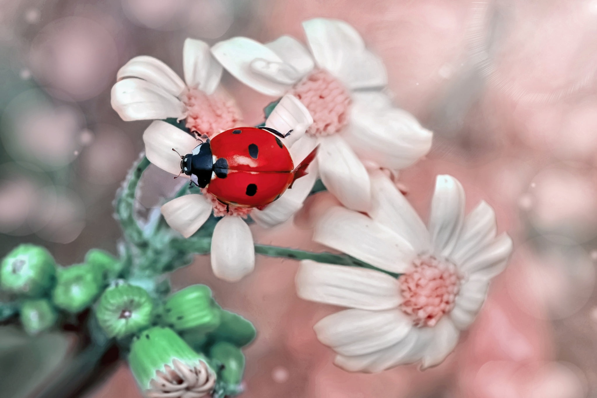 Insect Ladybug Macro White Flower 2048x1365