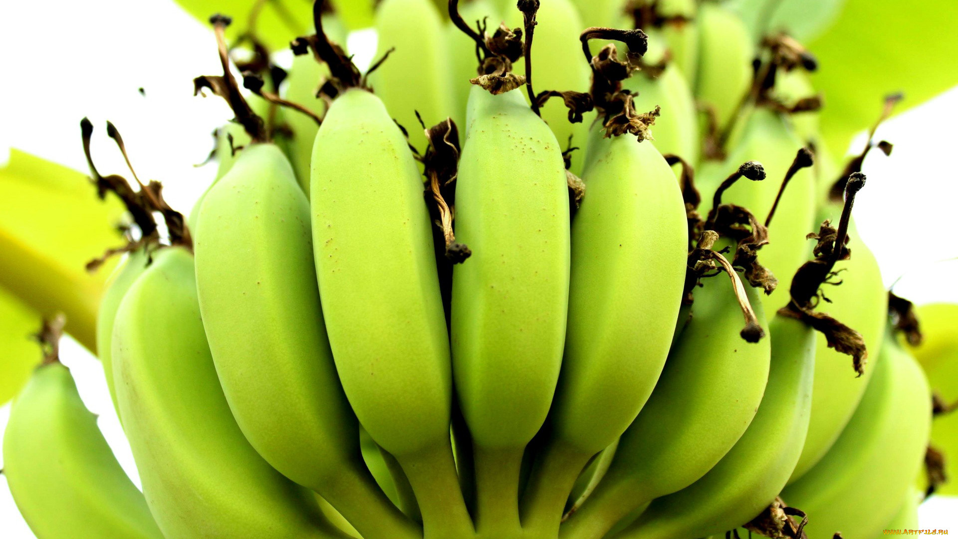 Food Fruit Bananas 1920x1080