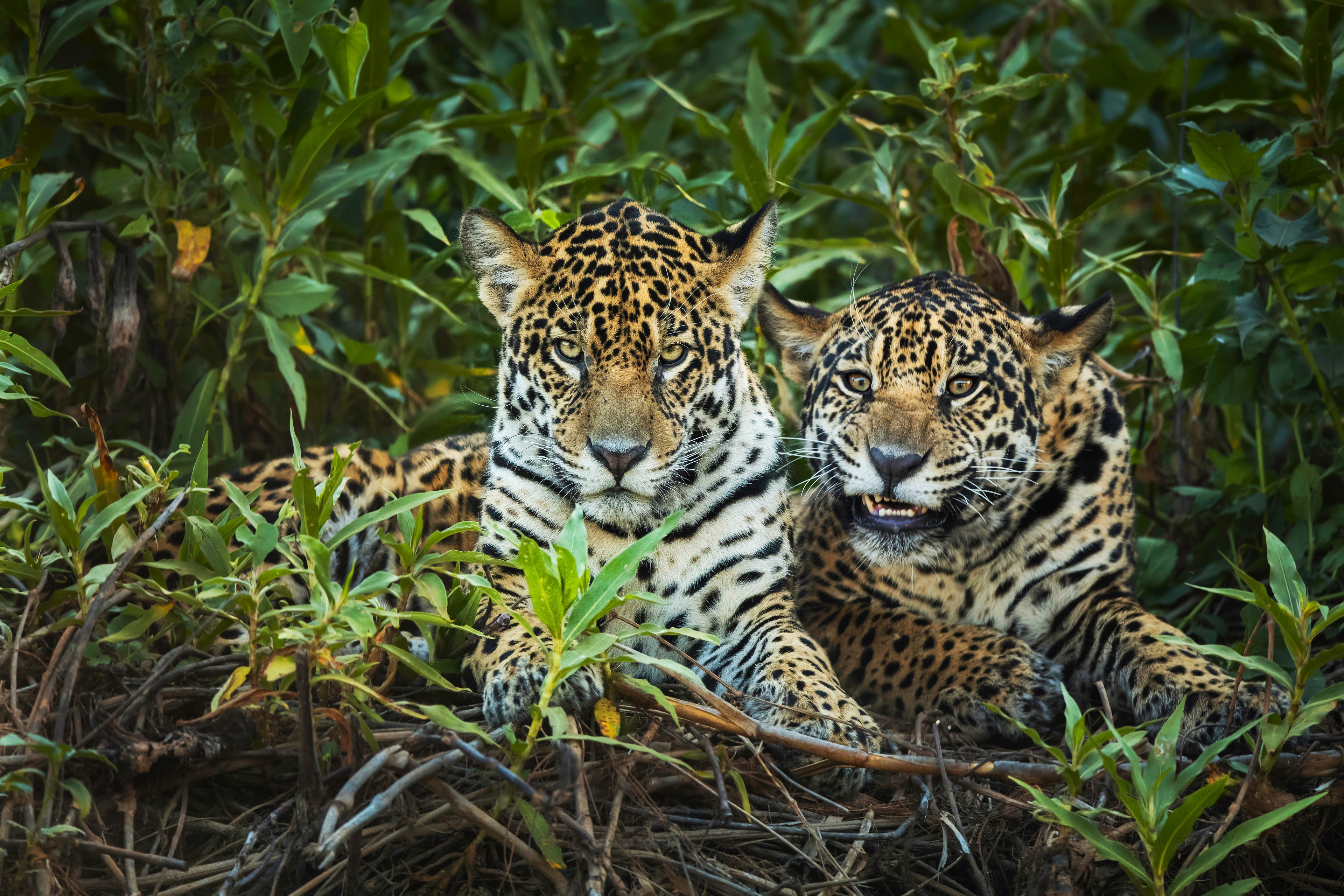 Big Cat Jaguar Wildlife Predator Animal 3840x2560