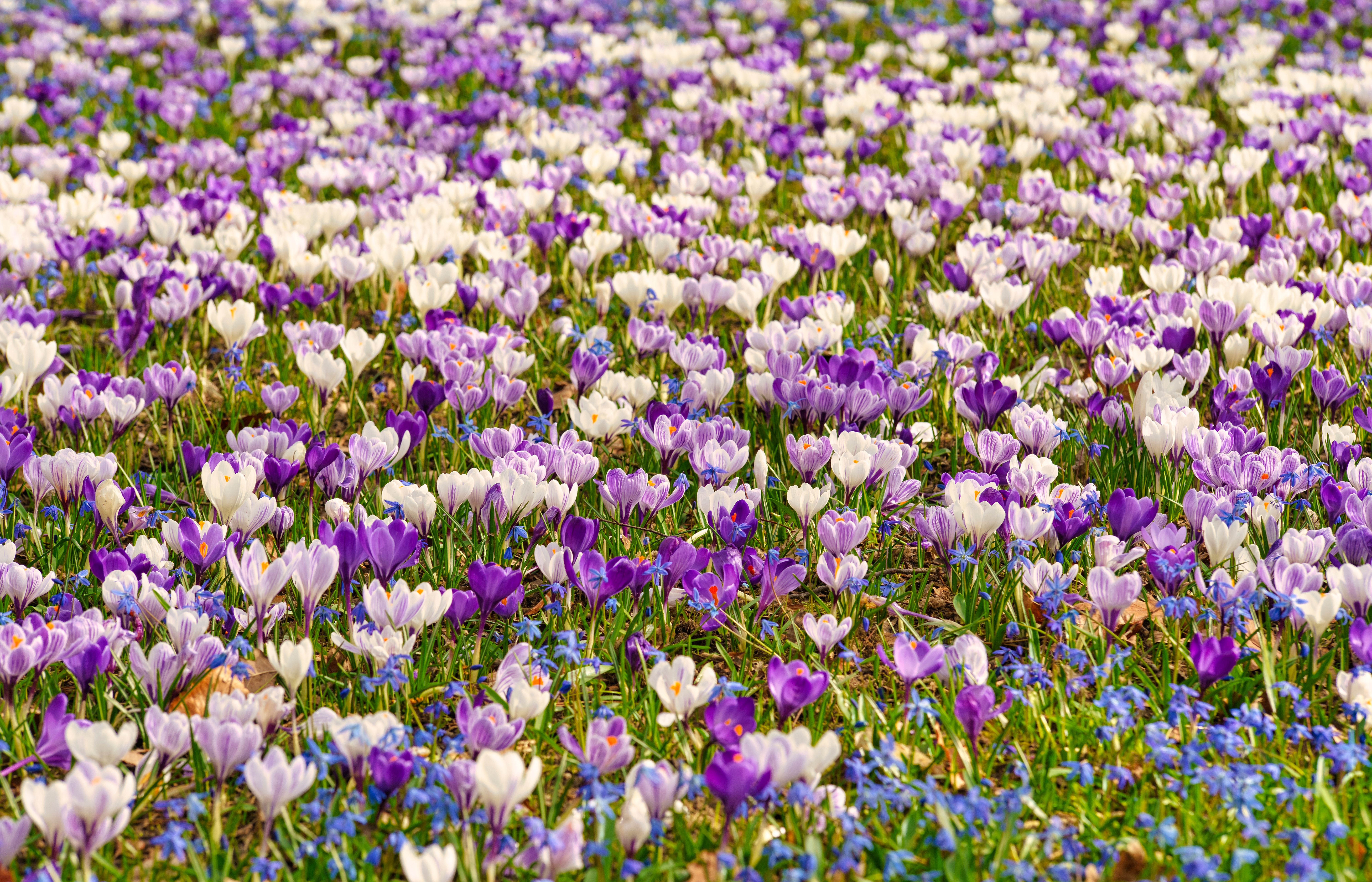 Crocus Flower Purple Flower Spring White Flower 7968x5121