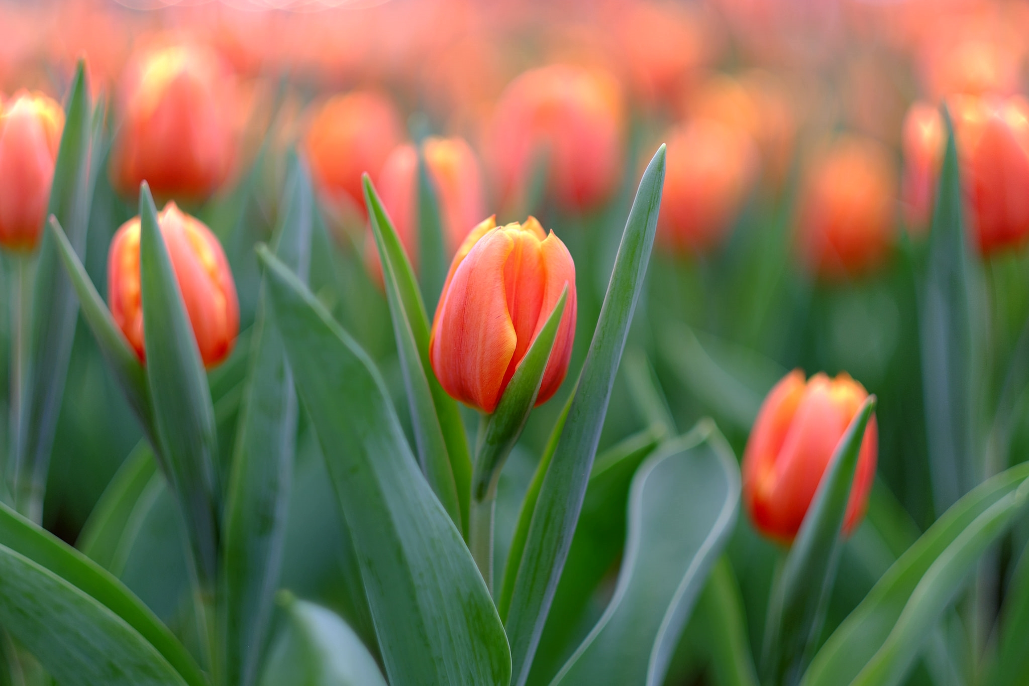 Flower Nature Orange Flower Summer Tulip 2048x1366