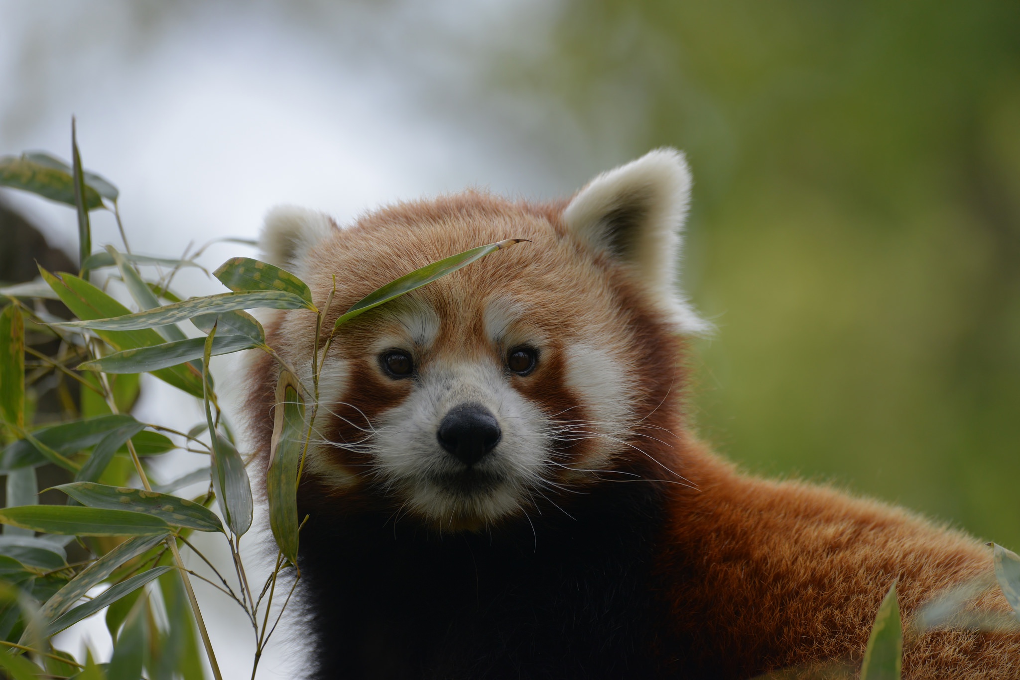 Red Panda Wildlife 2048x1367