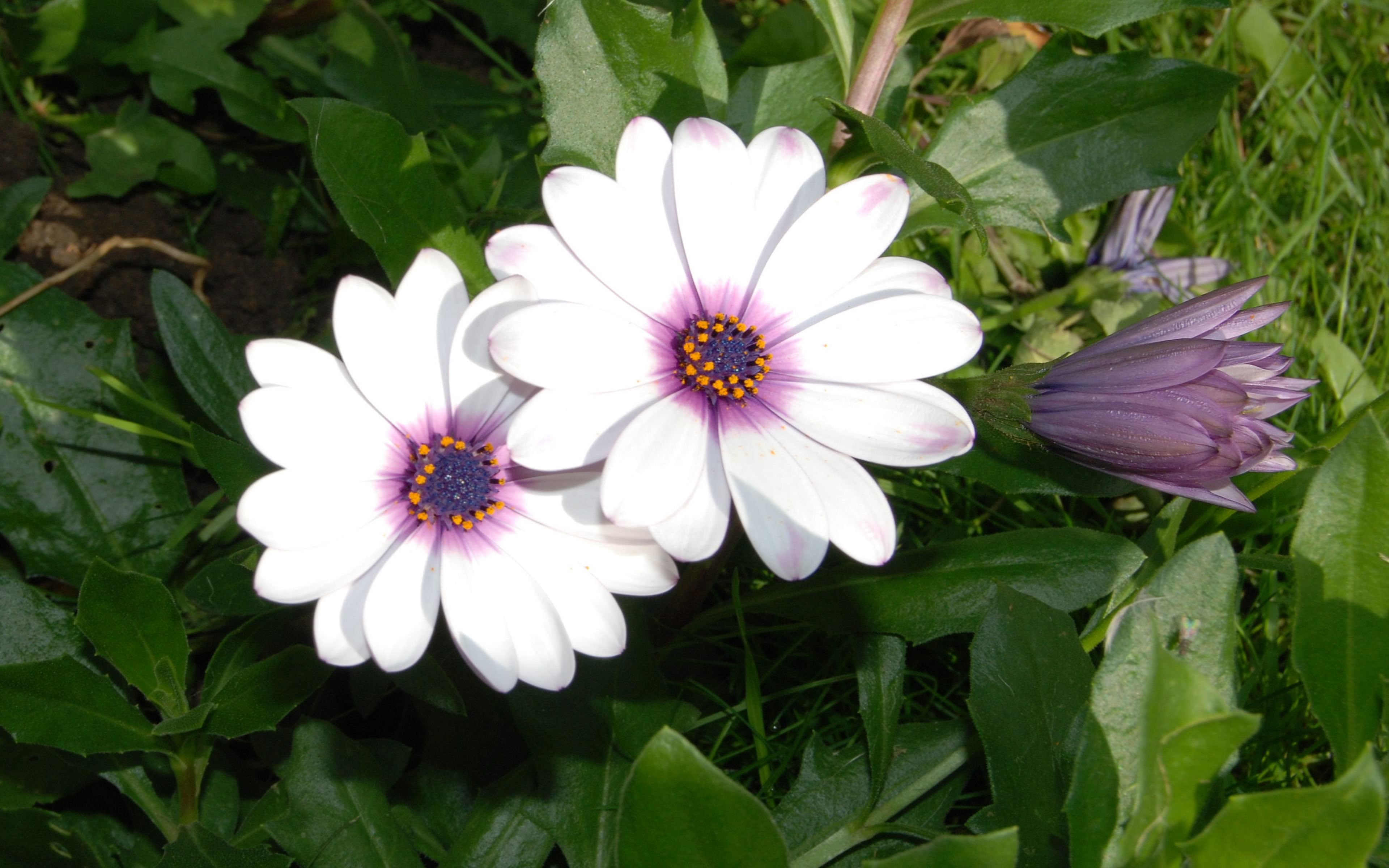 Daisy Flower Nature White Flower 3840x2400
