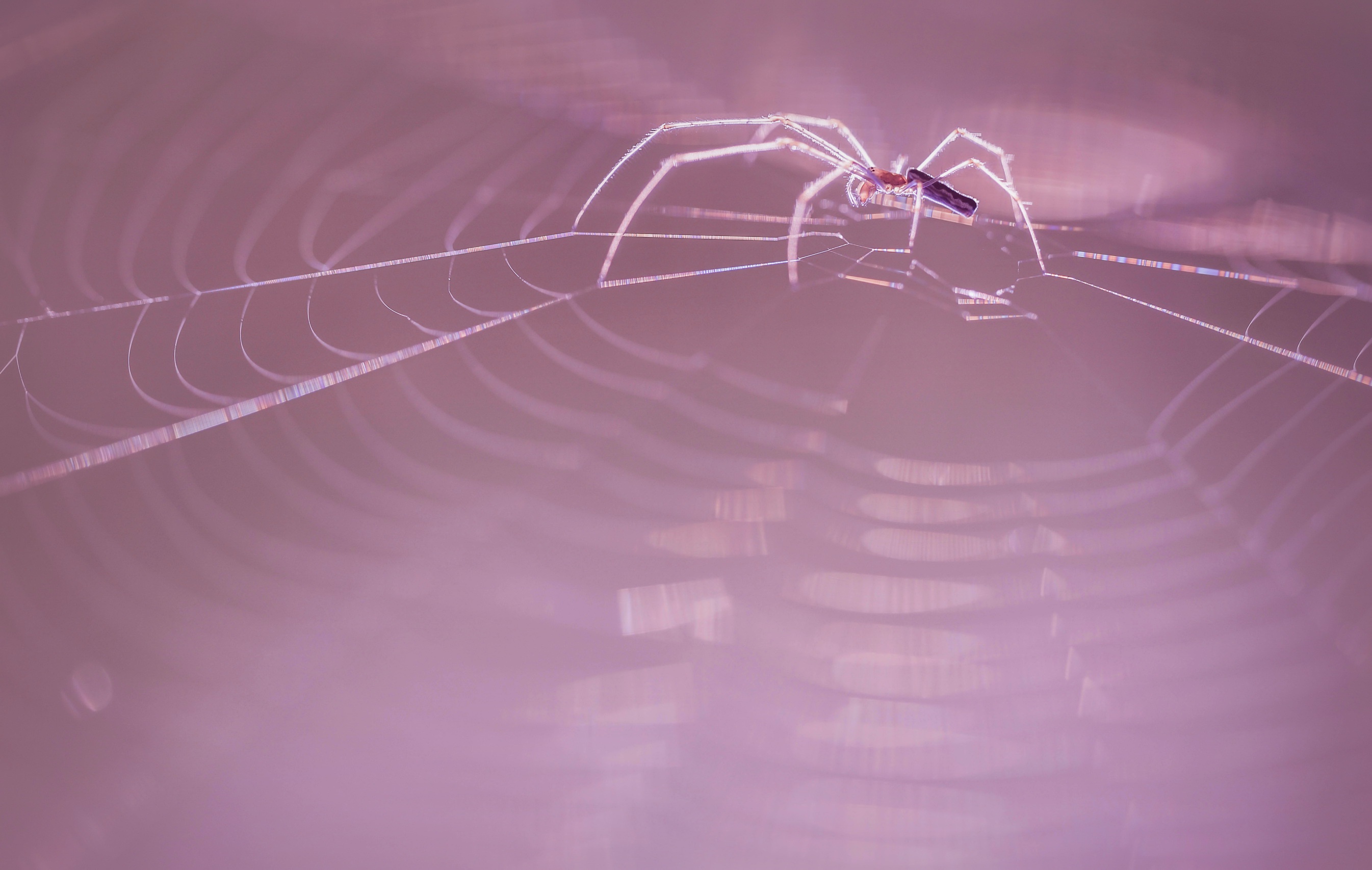 Macro Spider Spider Web 2691x1707
