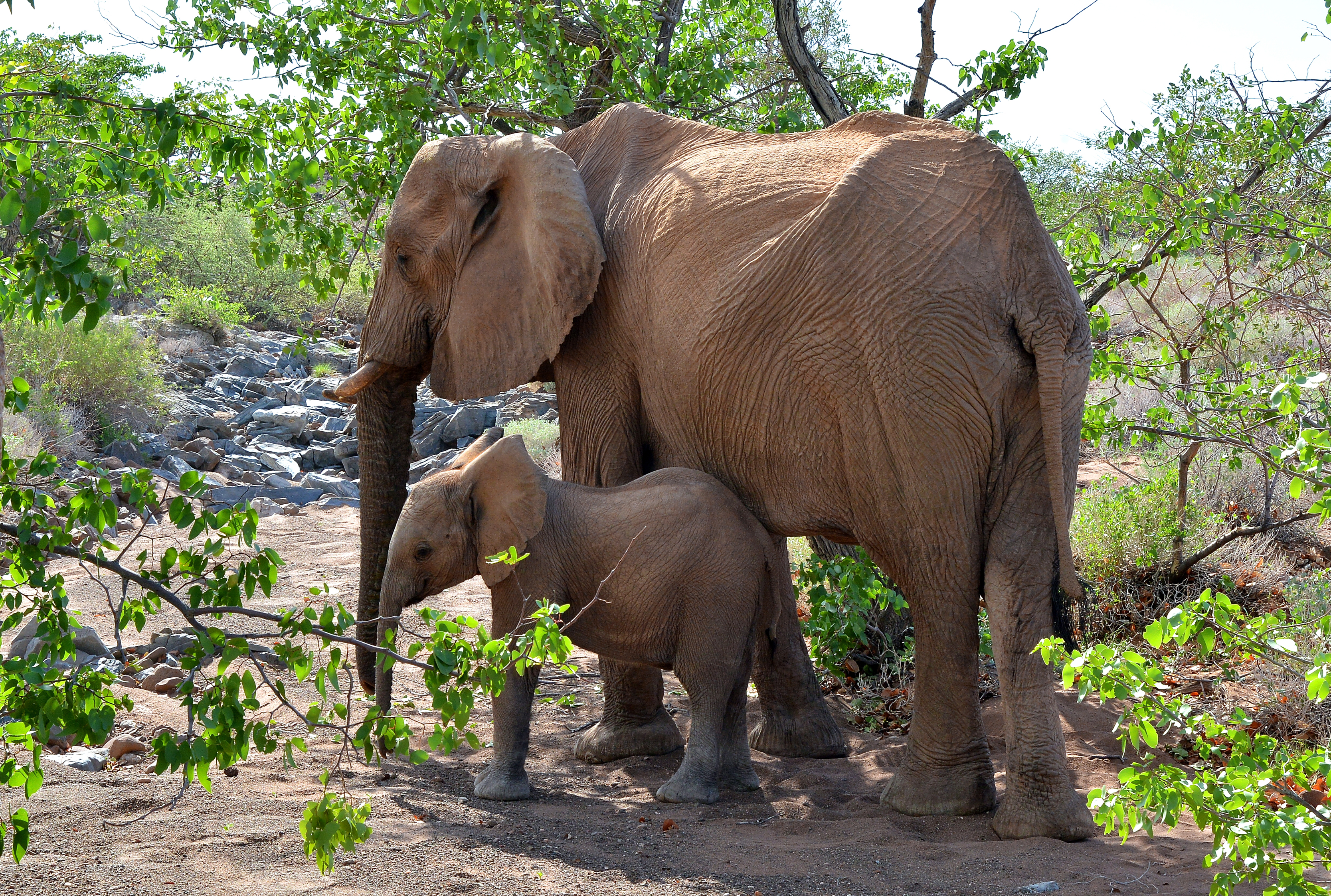 Baby Animal Elephant Wildlife 3335x2246