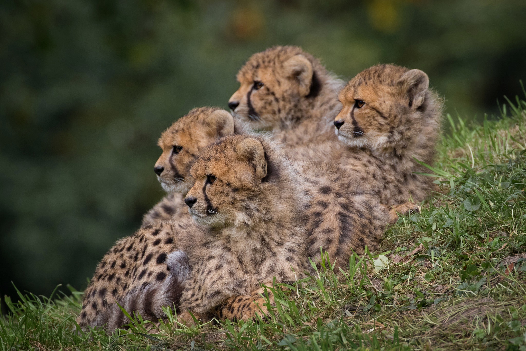 Baby Animal Big Cat Cheetah Cub Wildlife 2047x1365