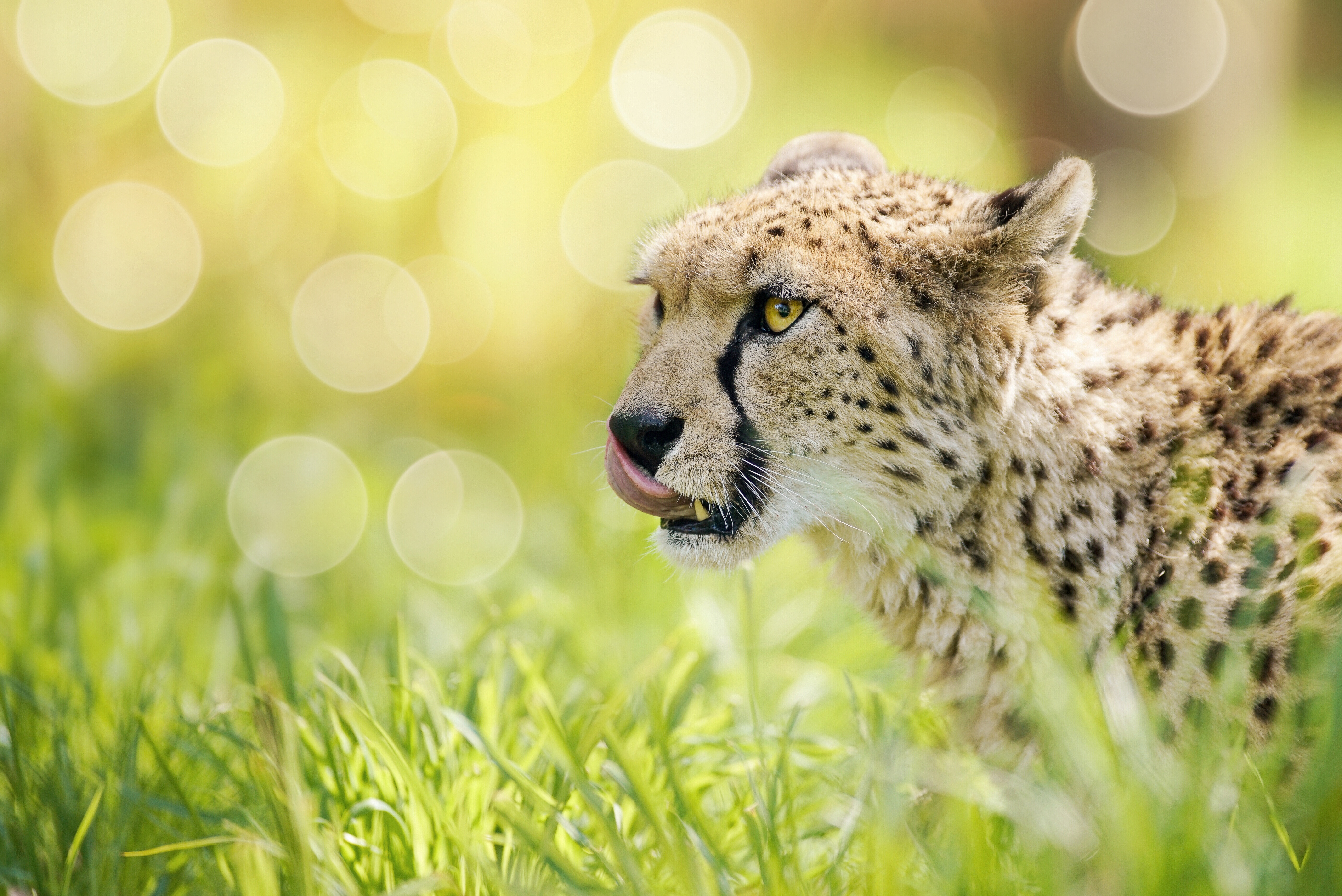 Big Cat Bokeh Cheetah Wildlife Predator Animal 5605x3742