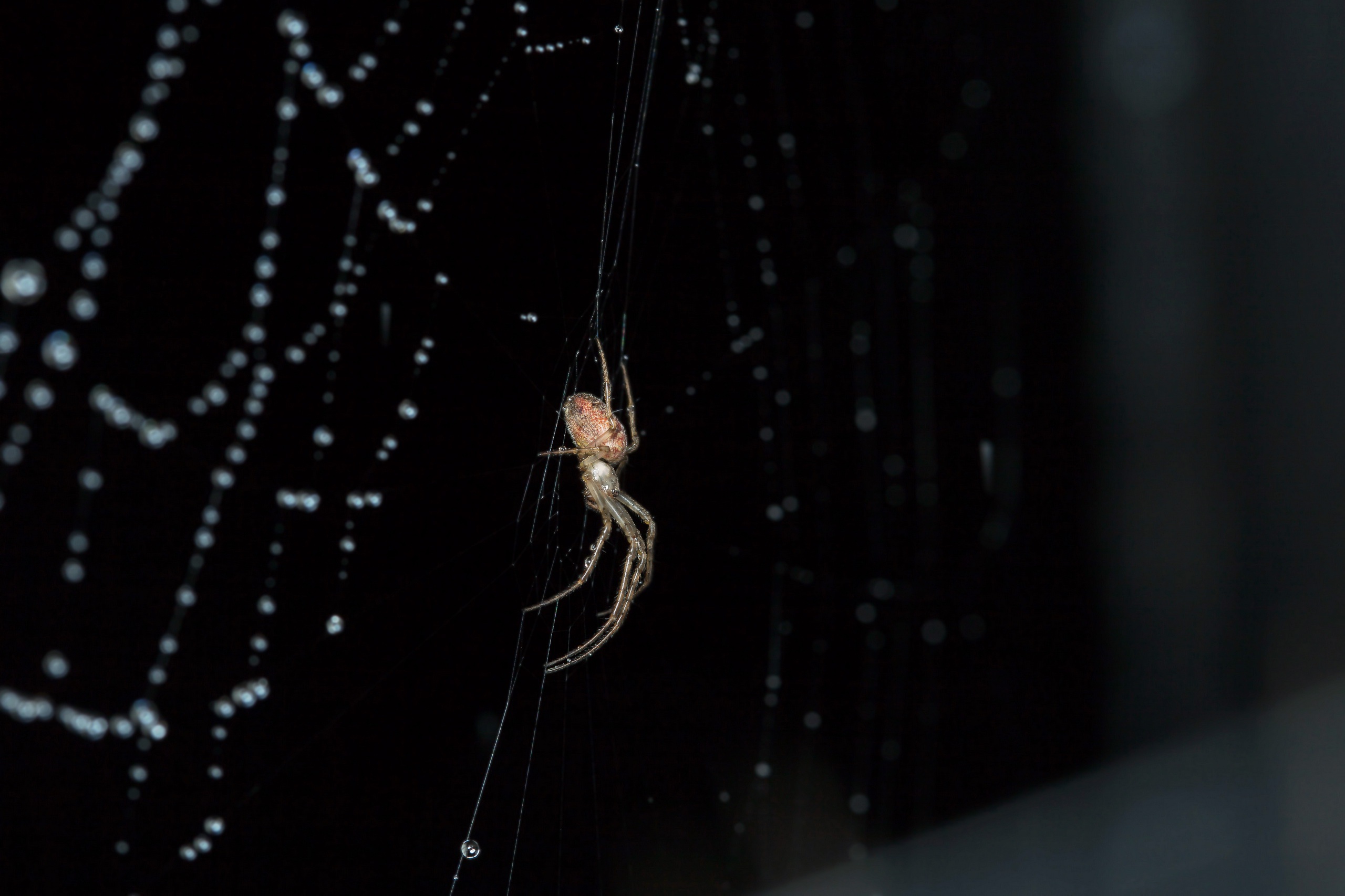 Macro Spider Spider Web 2560x1707