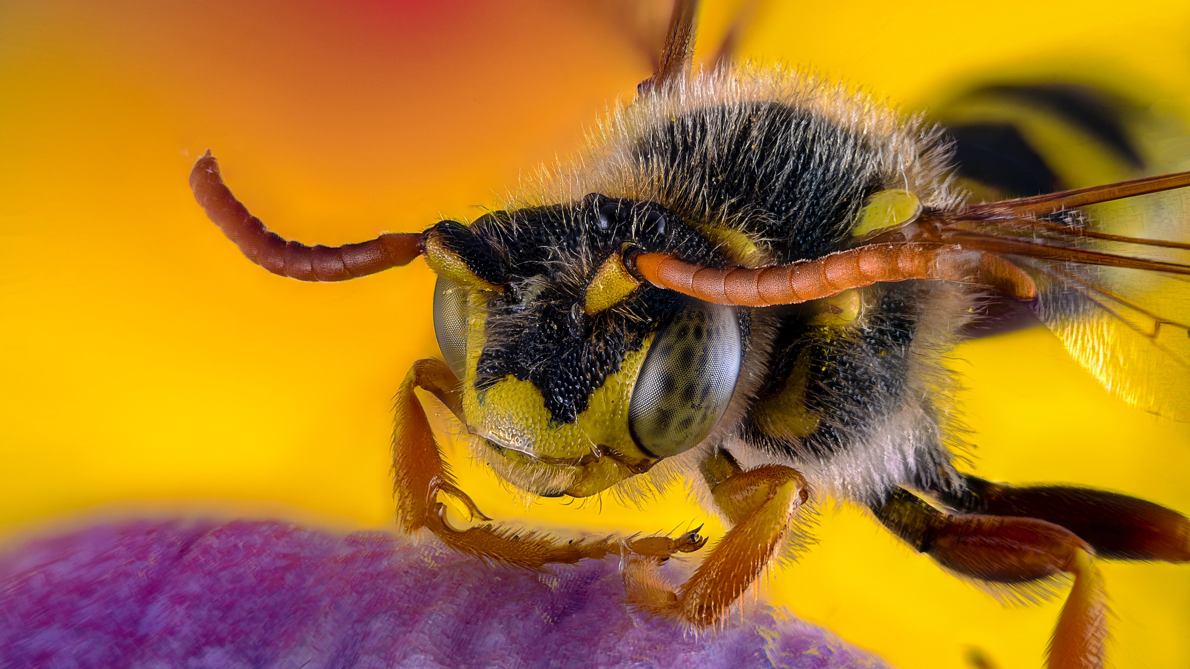 Bee Insect Macro 3840x2160