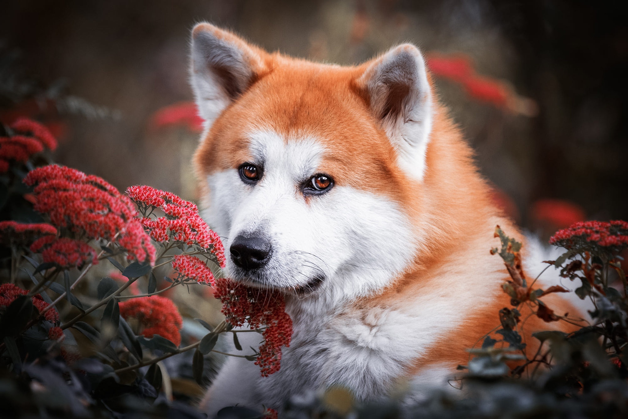 Akita Dog Flower Pet 2048x1366