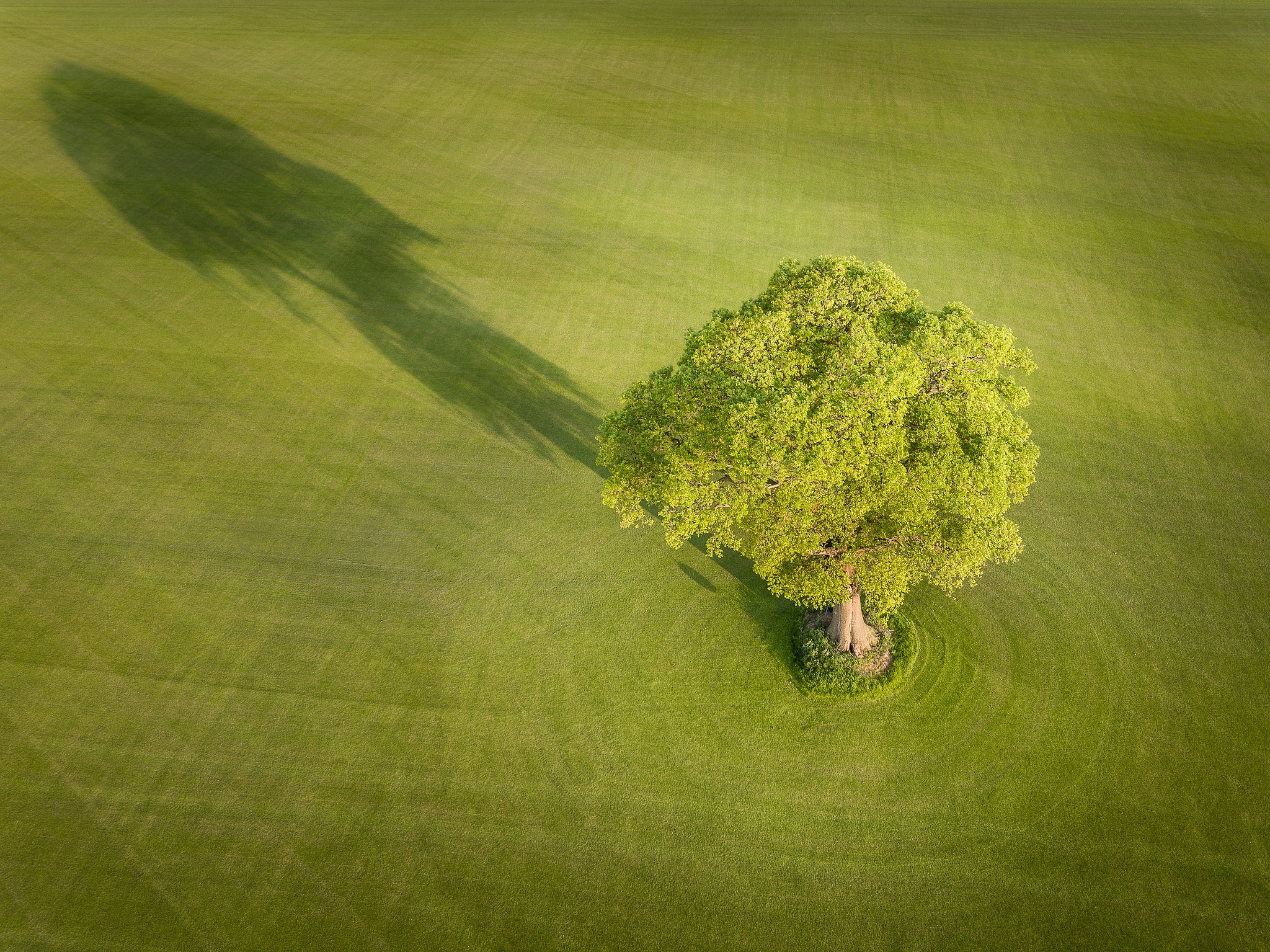 Aerial Field Green Nature Tree 2048x1535