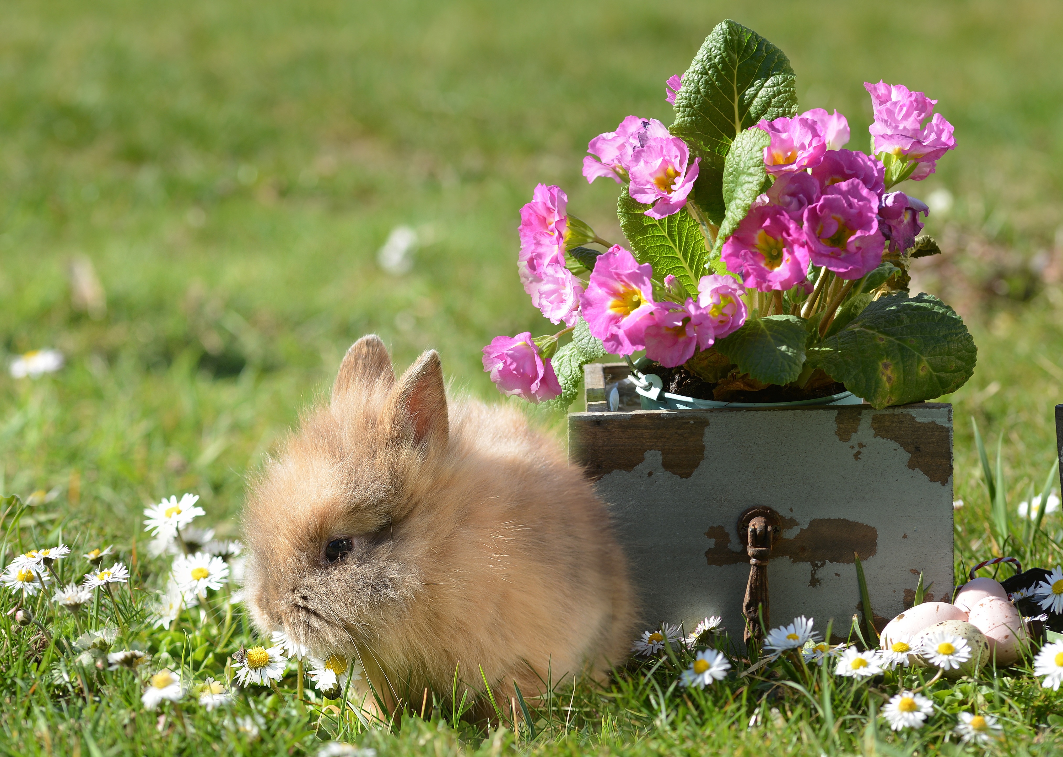 Baby Animal Flower Rabbit 4055x2889