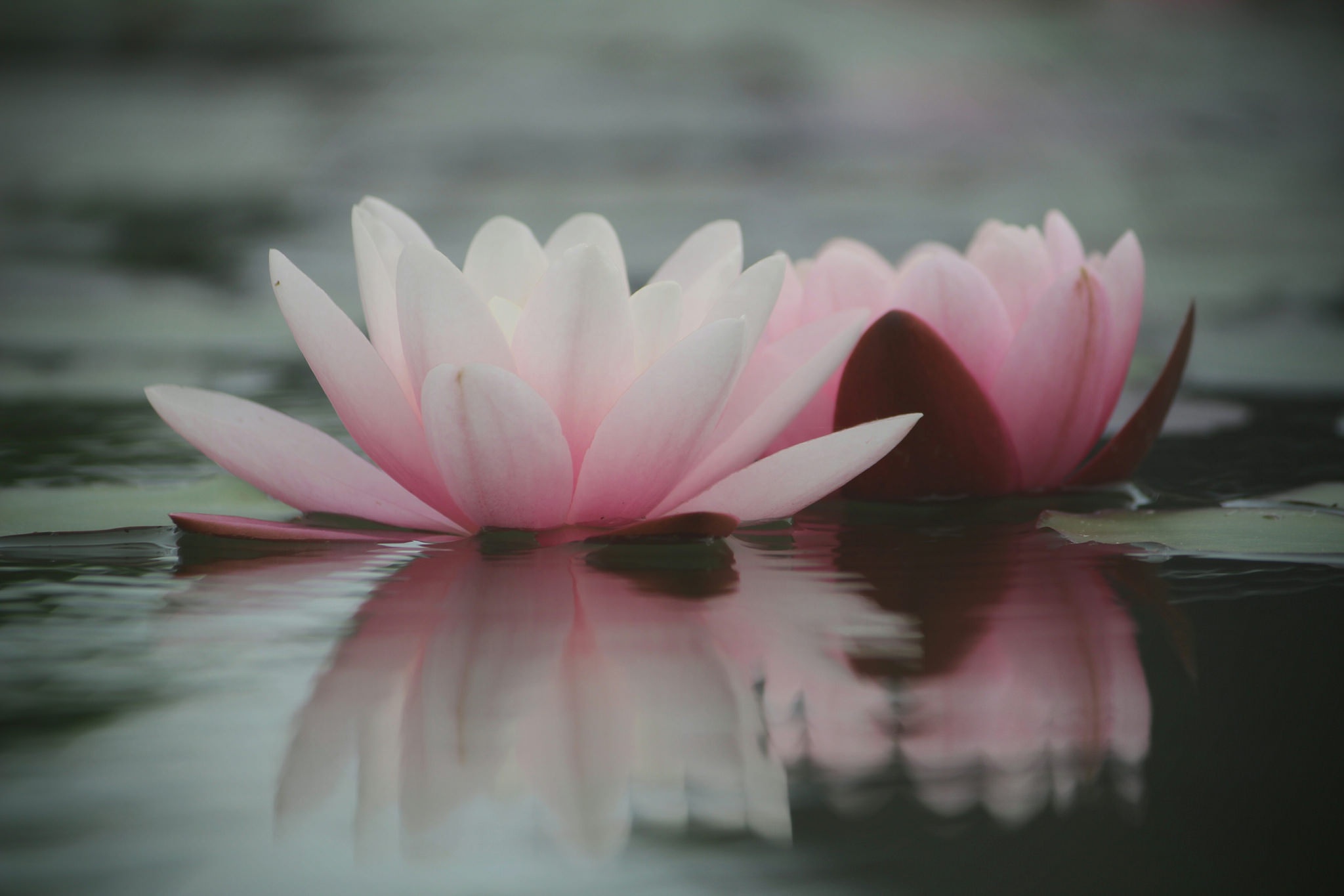 Close Up Flower Nature Pink Flower Reflection Water Water Lily 2048x1365