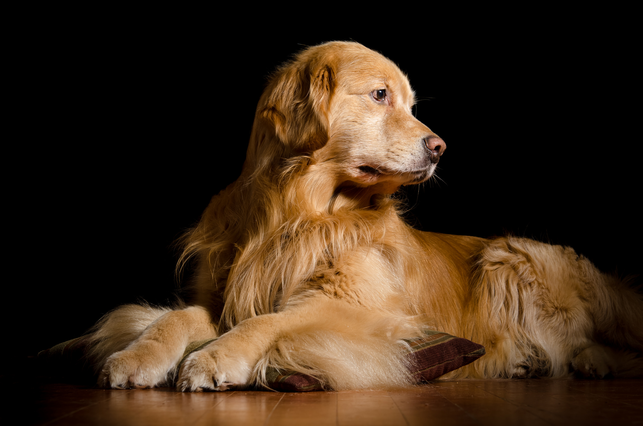 Dog Golden Retriever Pet 2048x1357