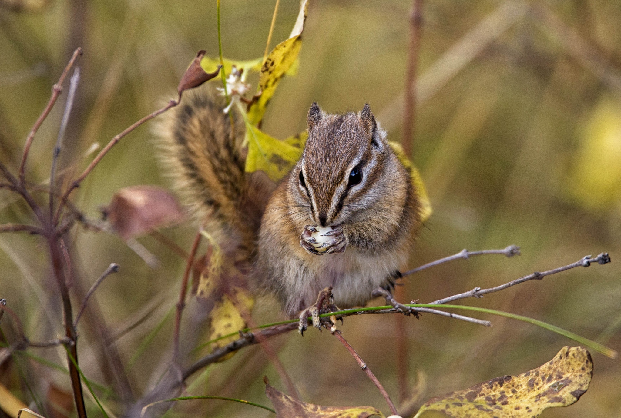 Chipmunk Rodent Wildlife 2048x1380