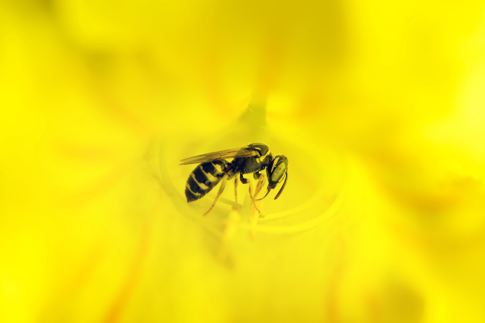Bee Flower Macro 2047x1366